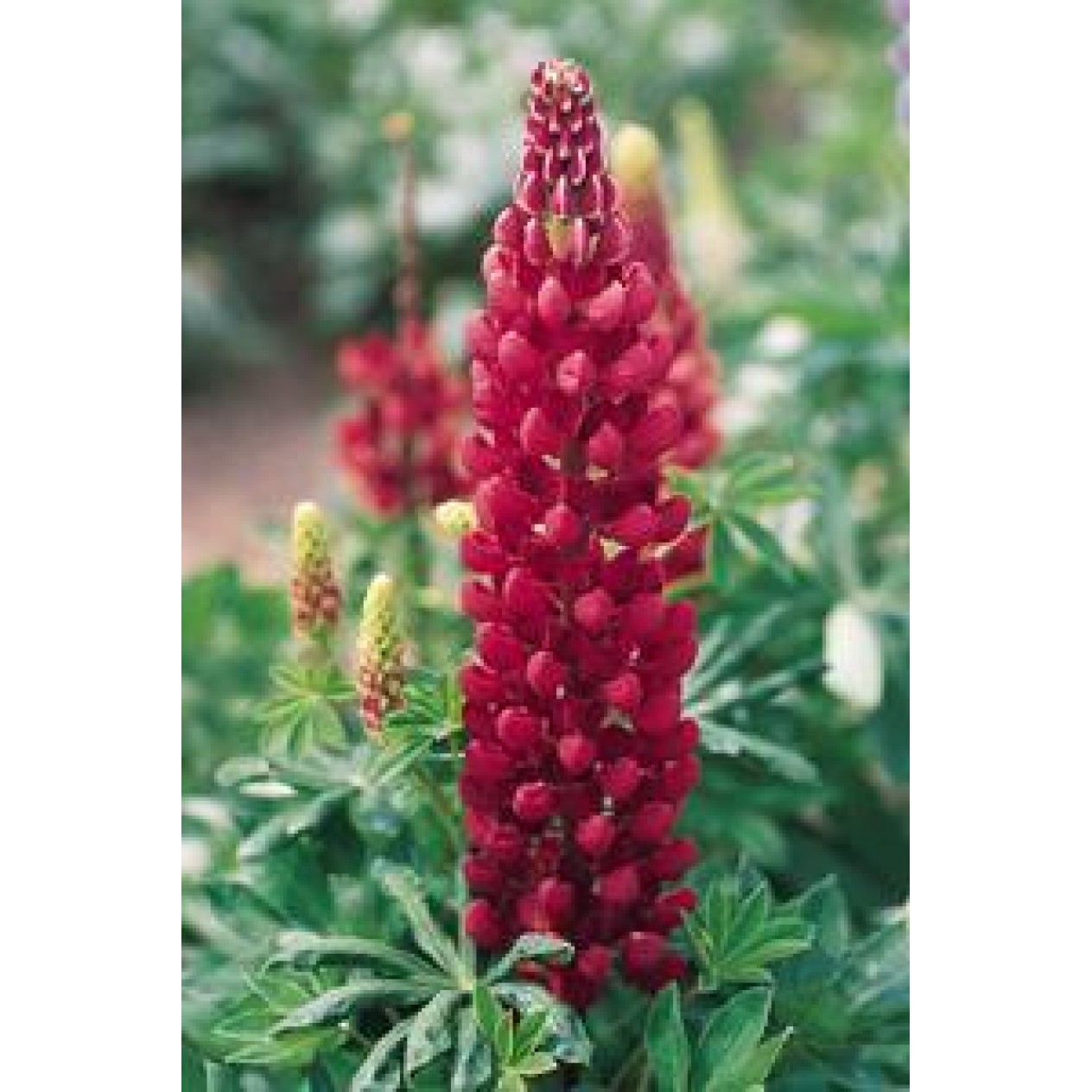 596440-lupinus-polyphyllus-festival-scarlet