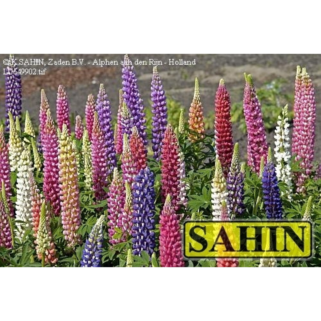596470-lupinus-polyphyllus-festival-mixed-minarette-mixed