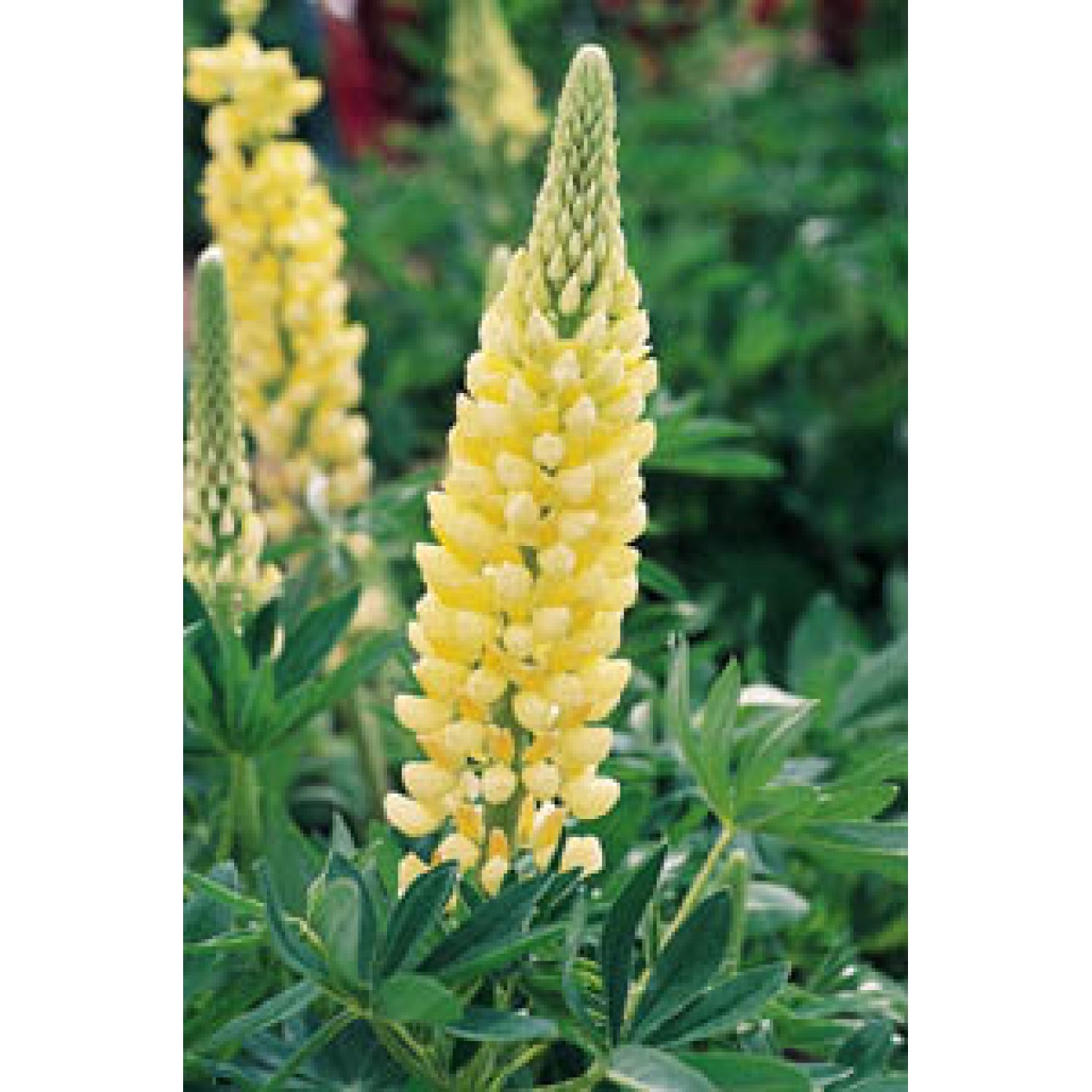 596500-lupinus-polyphyllus-chandelier