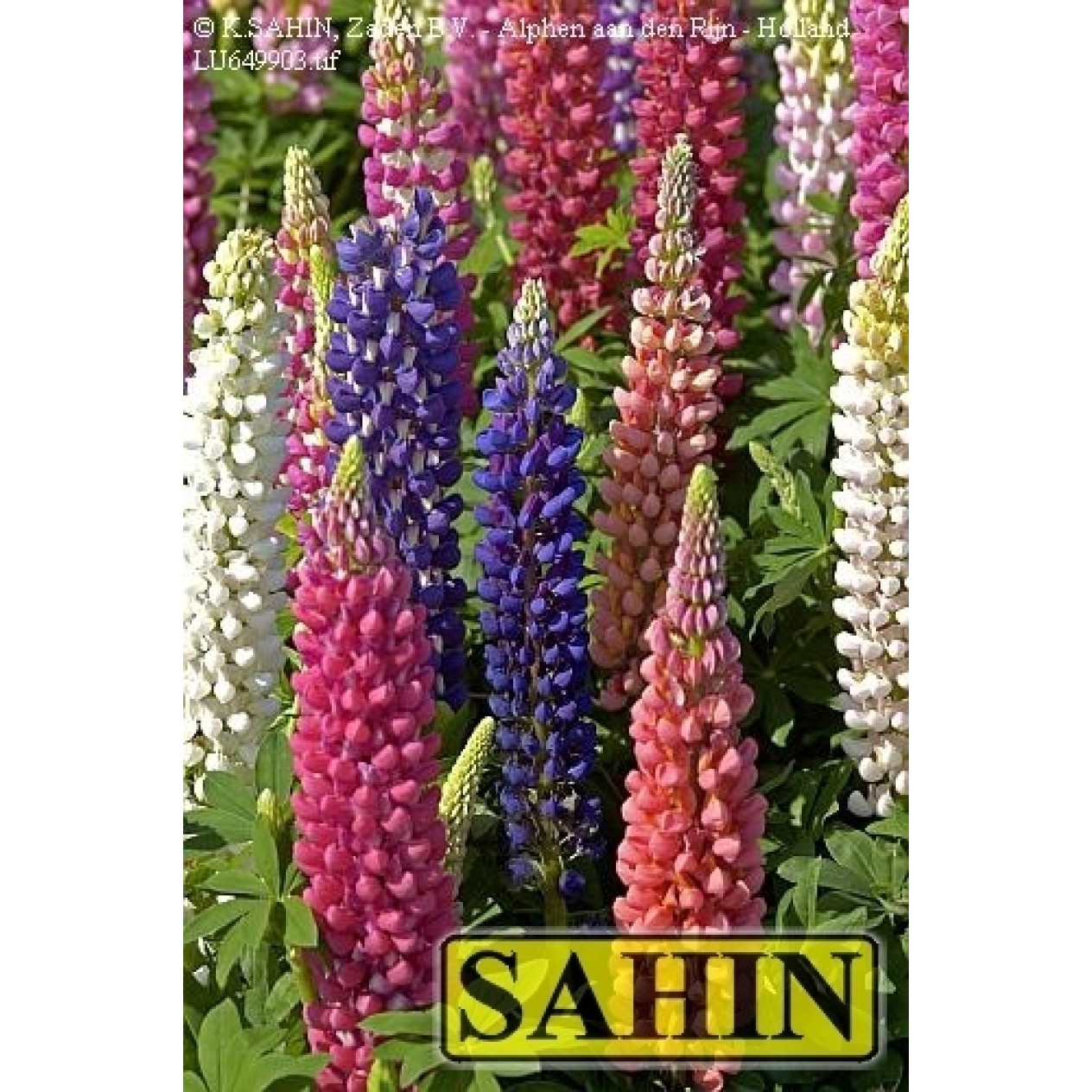 596580-lupinus-polyphyllus-russell-mixture