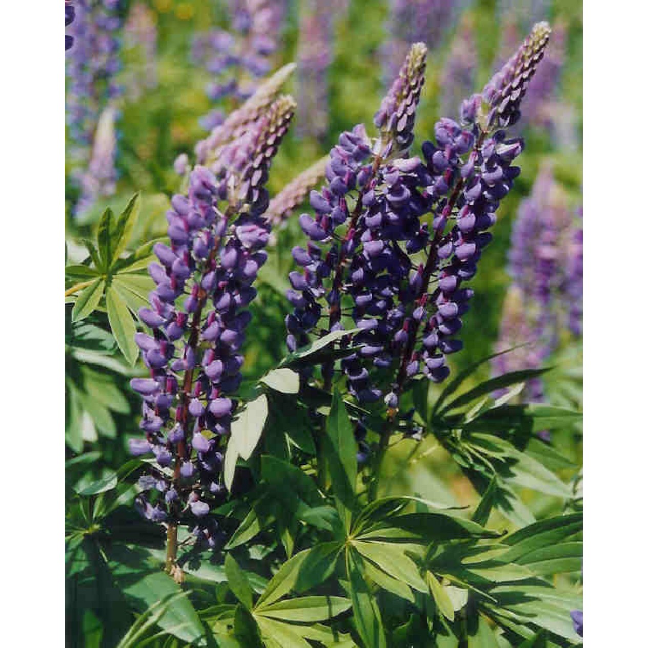 596600-lupinus-perennis-zauberwald