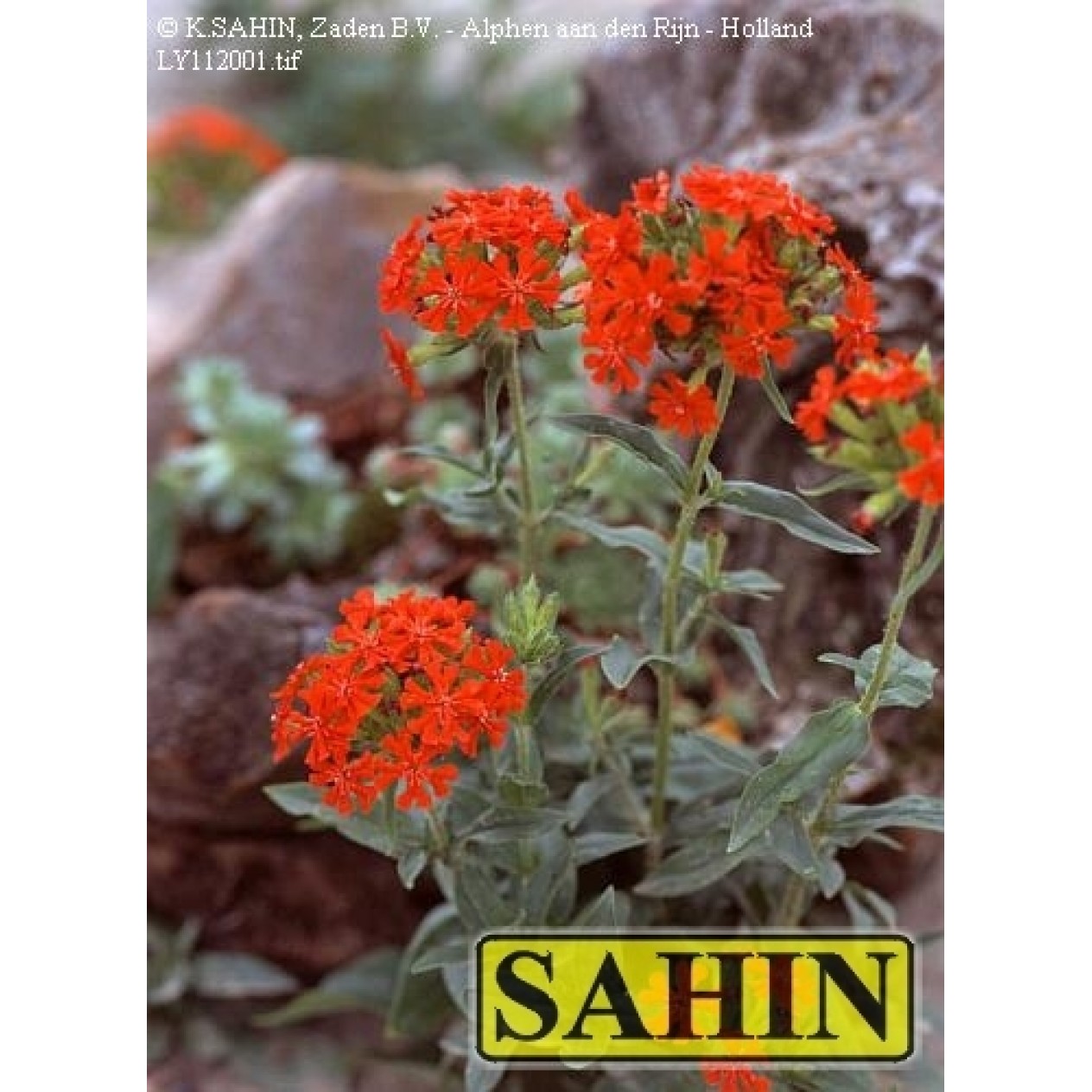 596820-lychnis-chalcedonica-molten-lava