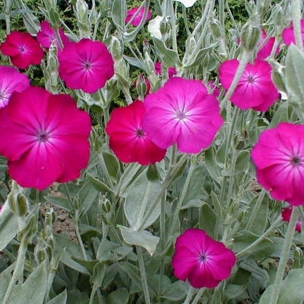 596920-lychnis-coronaria-atrosanguinea