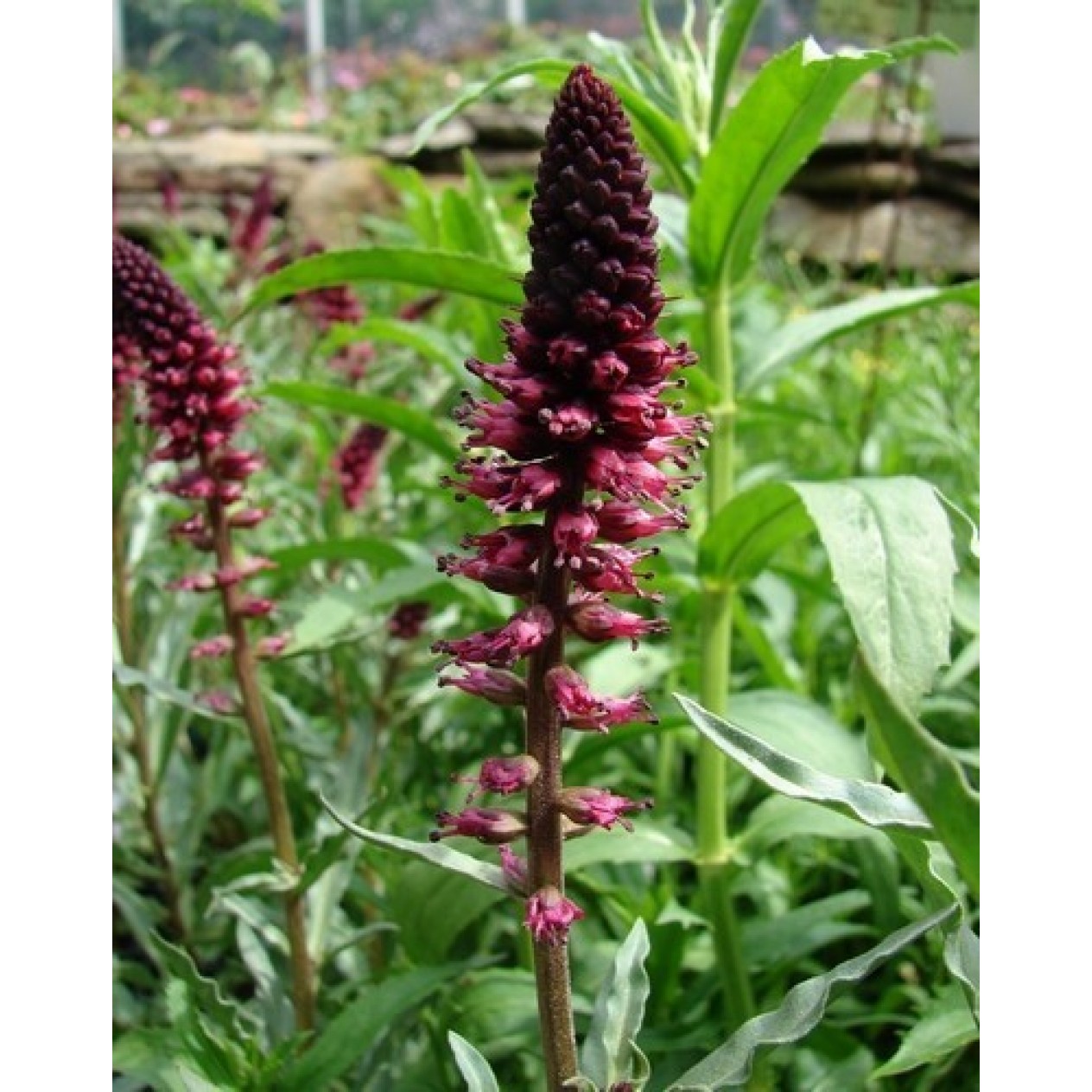 596990-lysimachia-atropurpurea-beaujolais