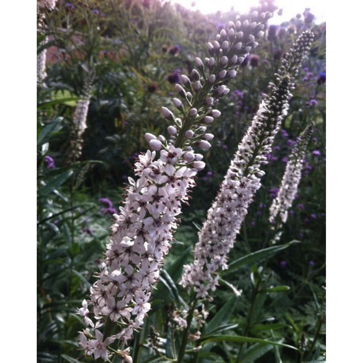 596995-lysimachia-ephemerum