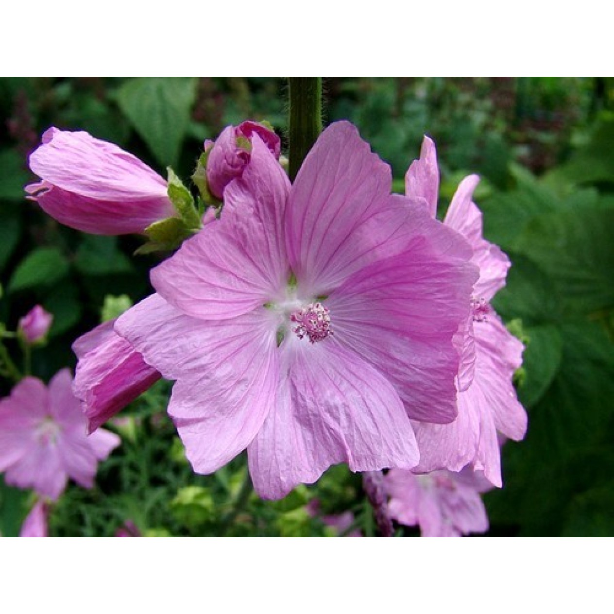 597200-malva-moschata