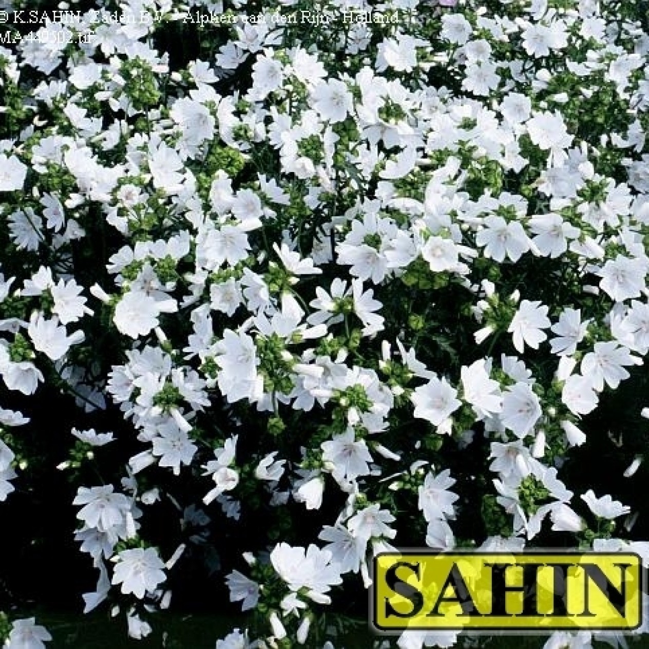 597250-malva-moschata-alba-pirouette