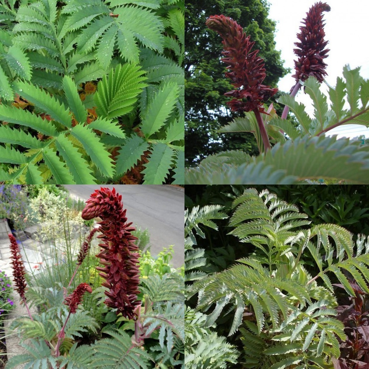 597550-melianthus-major