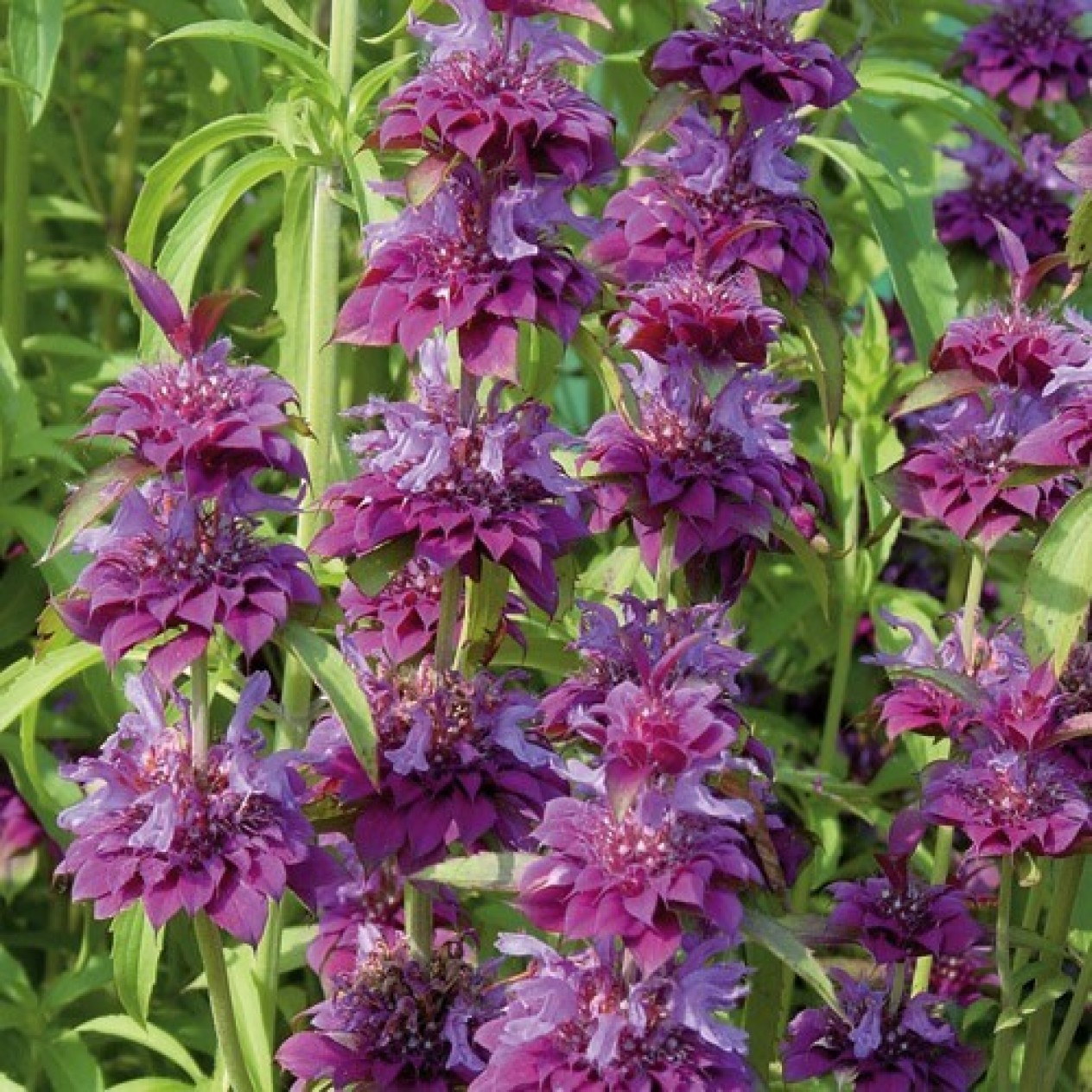 597700-monarda-hybrida-bergamo