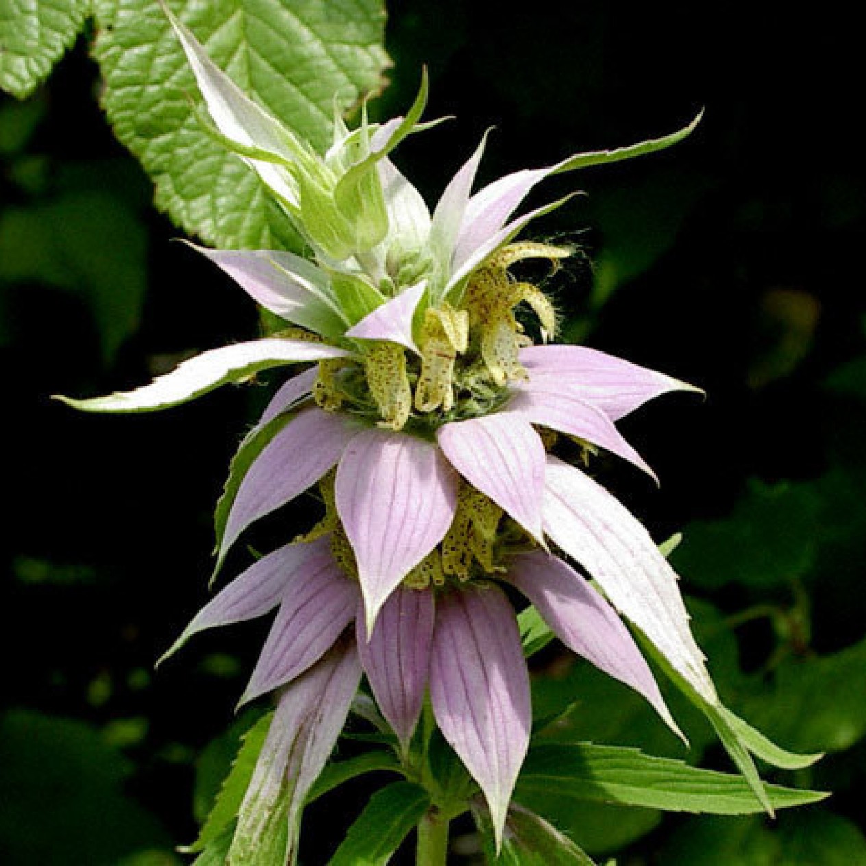 597750-monarda-punctata