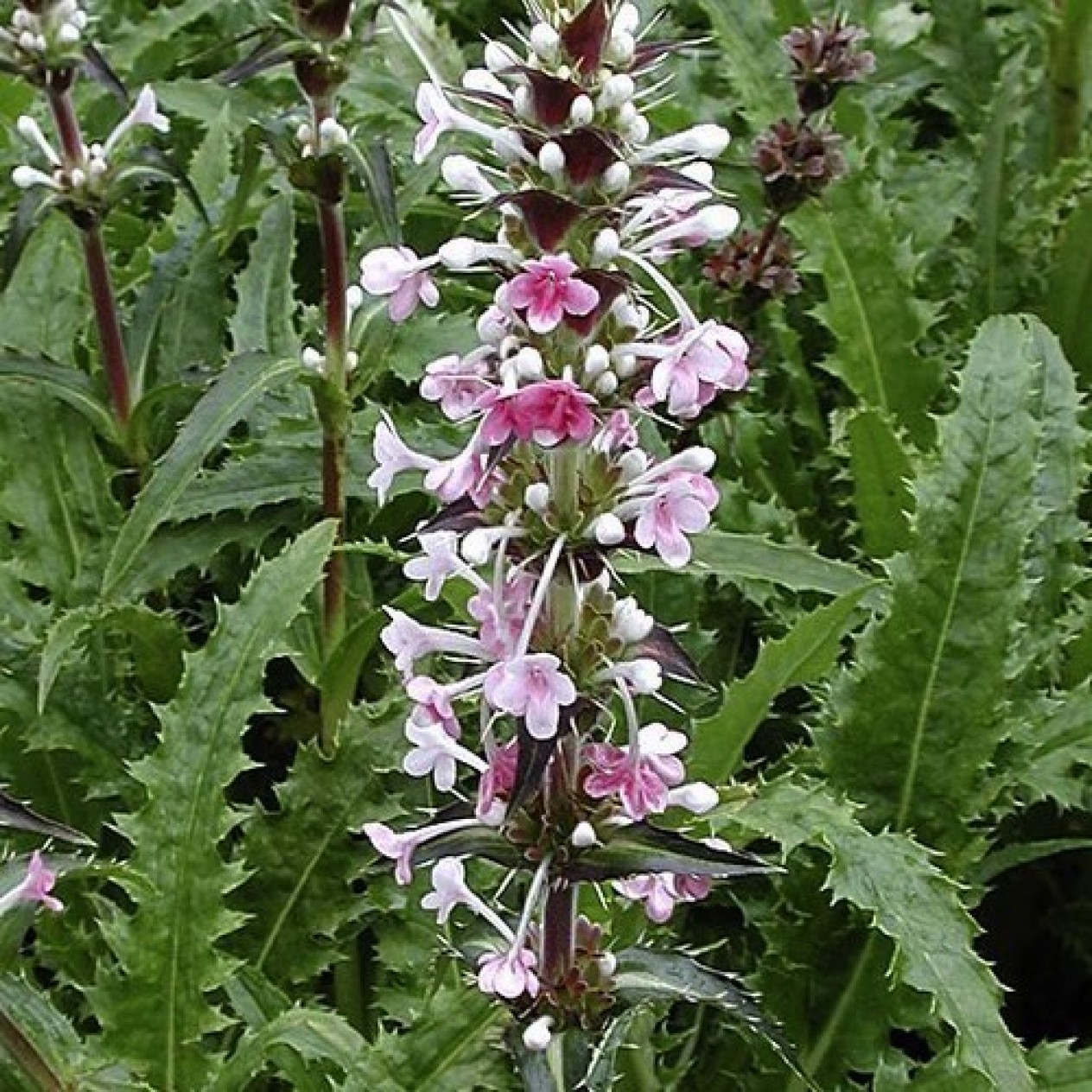 597770-morina-longifolia