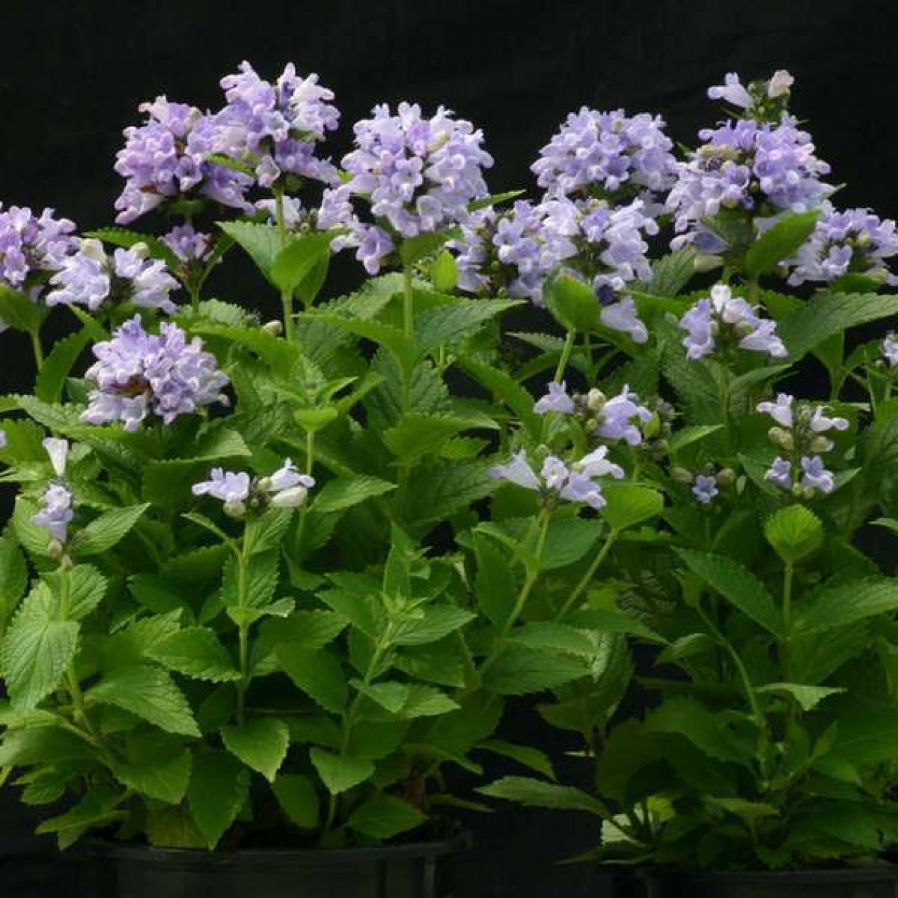 598700-nepeta-subsessilis-blue-panther