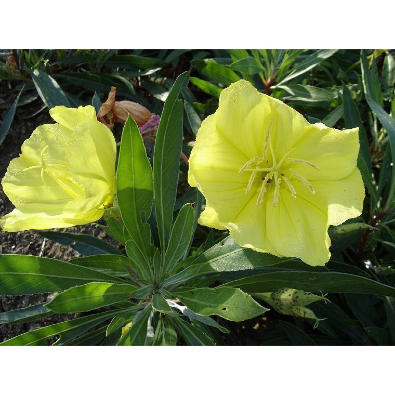 599100-oenothera-missouriensis
