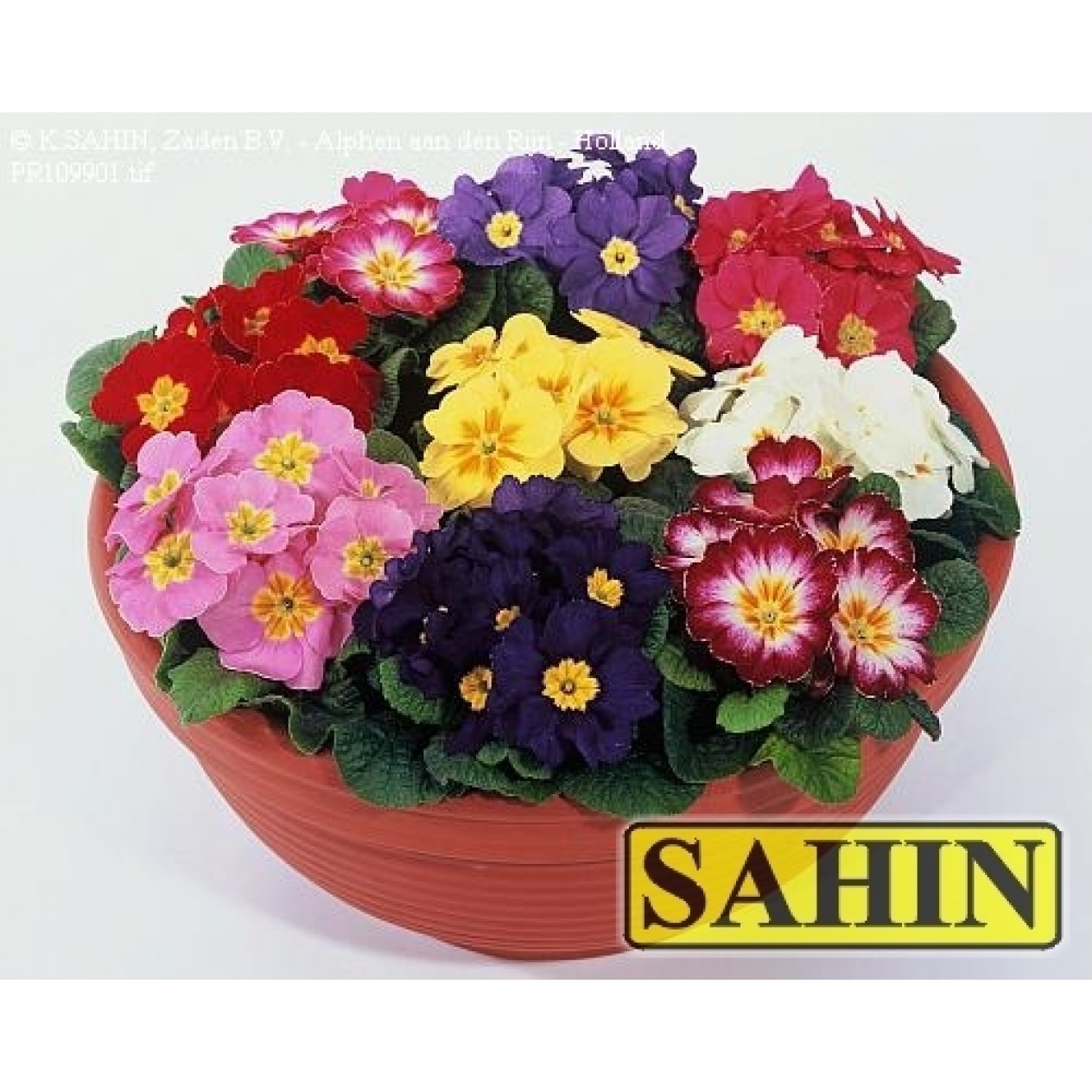 601200-primula-vulgaris-mixed-s1-hybrids