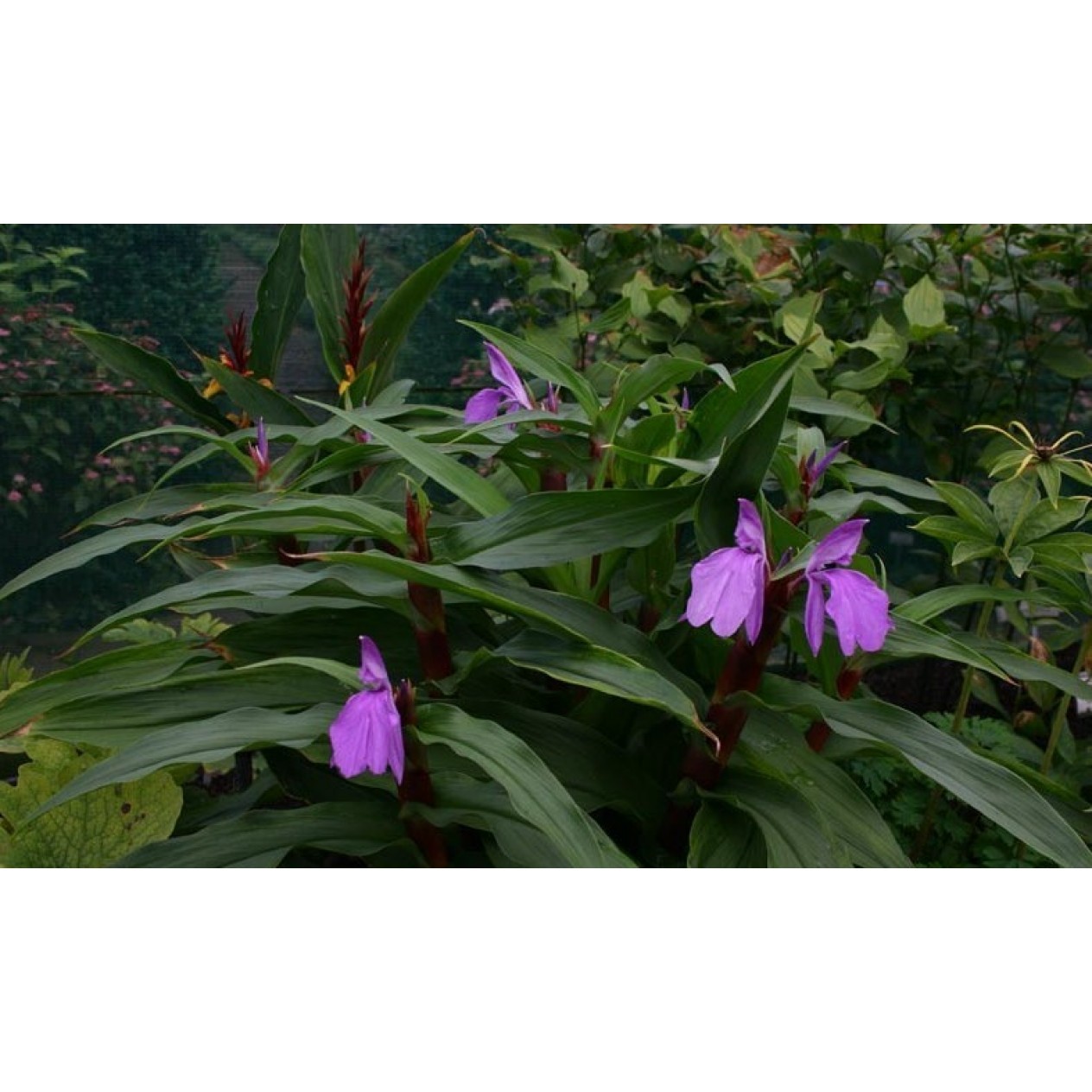 601850-roscoea-purpurea