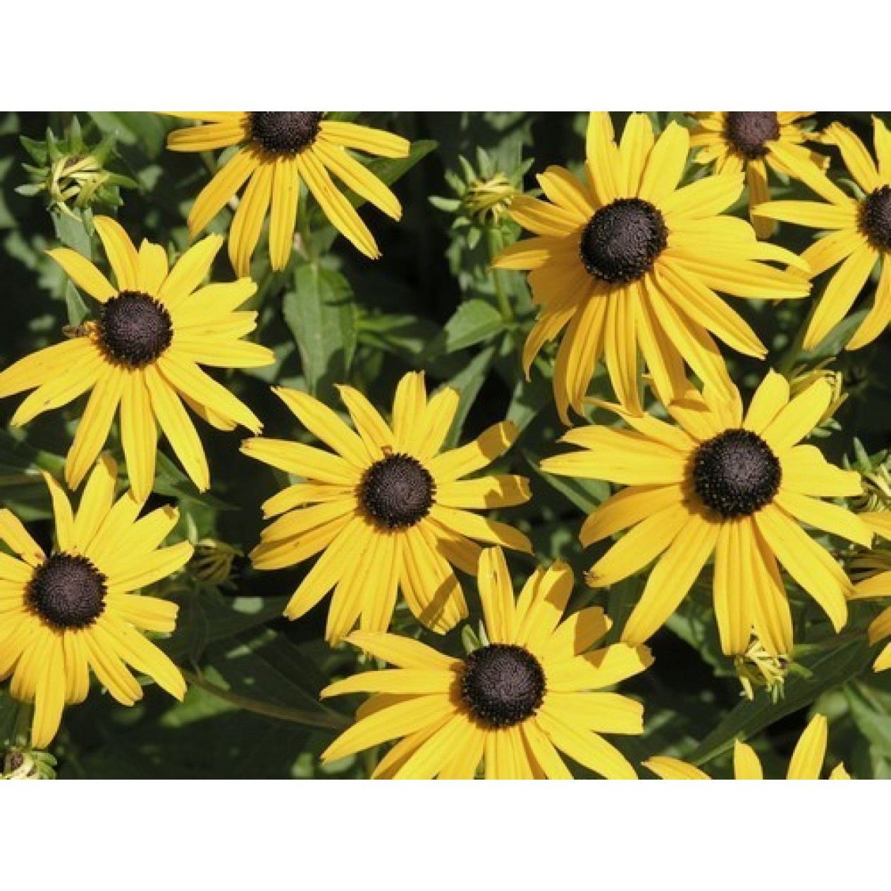 602000-rudbeckia-fulgida-goldsturm