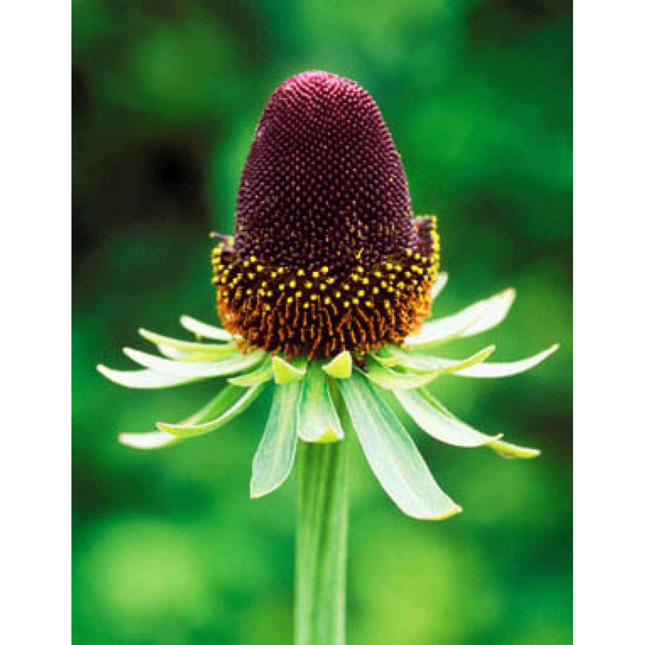 602100-rudbeckia-occidentalis-green-wizard-black-beauty