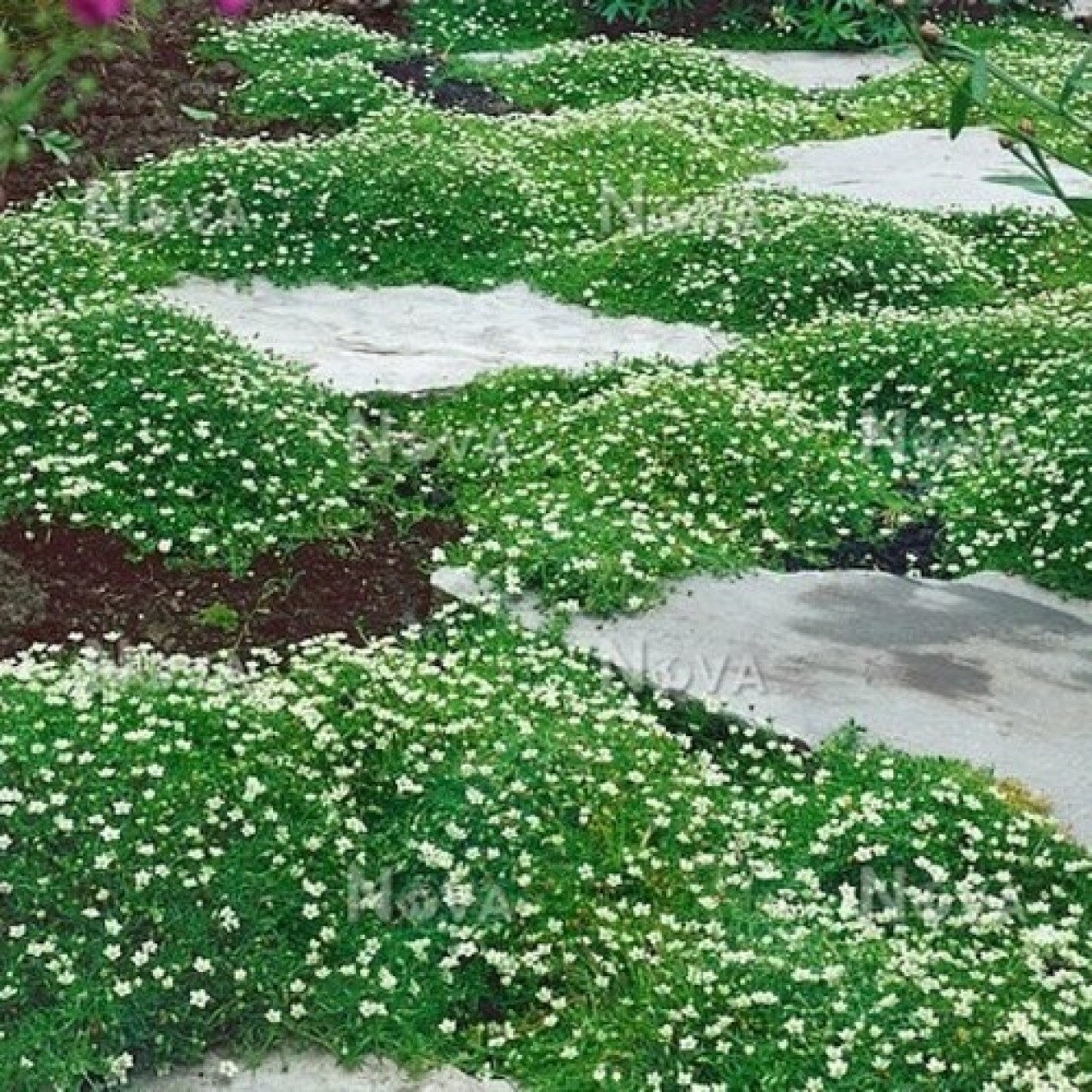 602300-sagina-subulata
