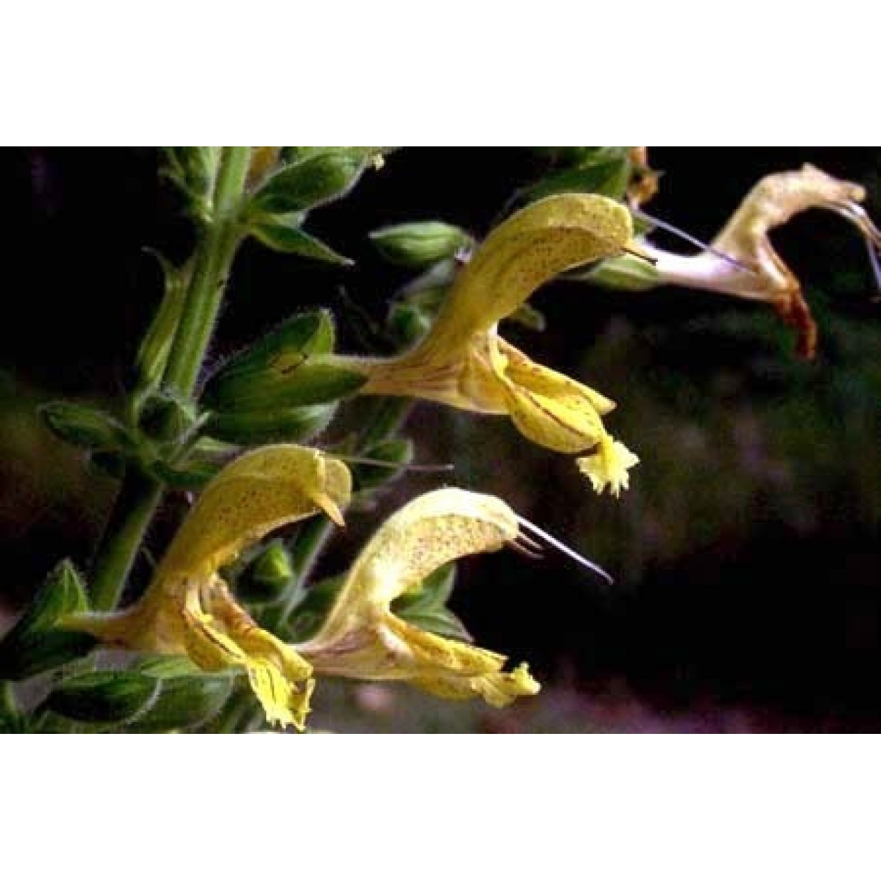 602340-salvia-glutinosa