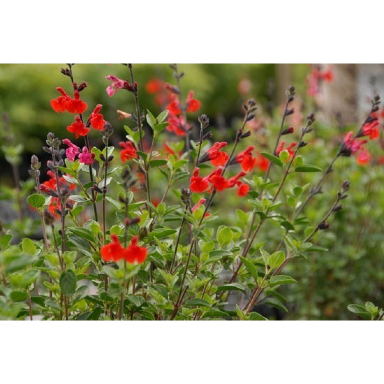602375-salvia-microphylla-royal-bumble
