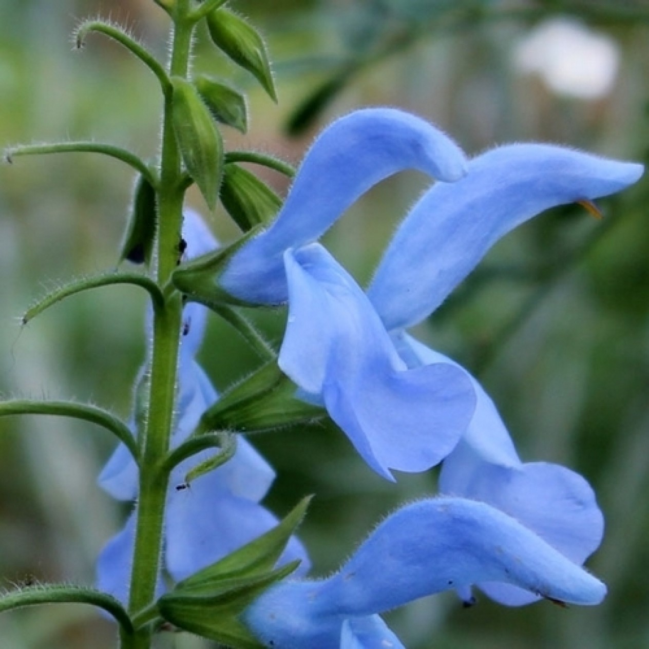 602390-salvia-patens-cambridge-blue-sky-blue