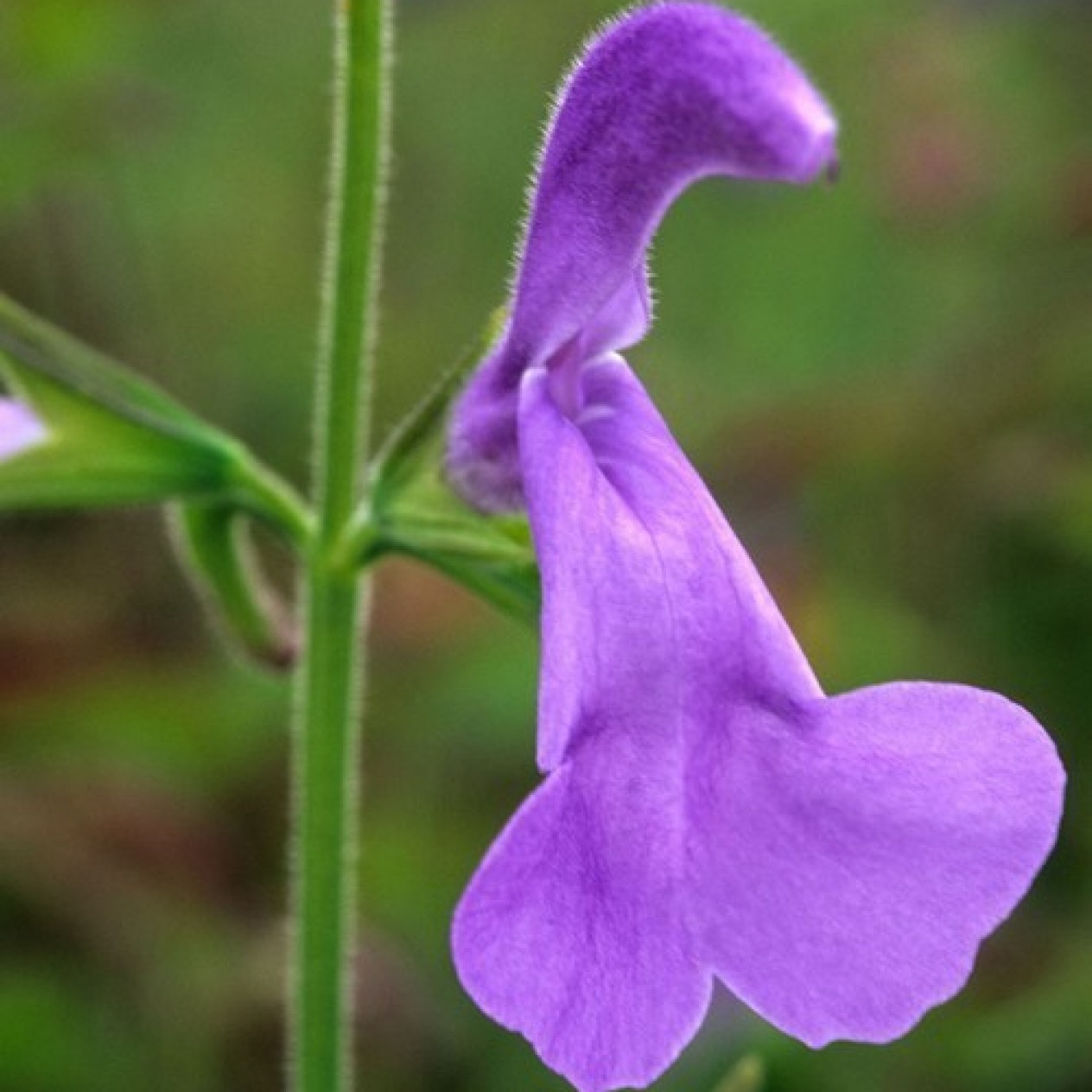 602420-salvia-patens-patio-lilac