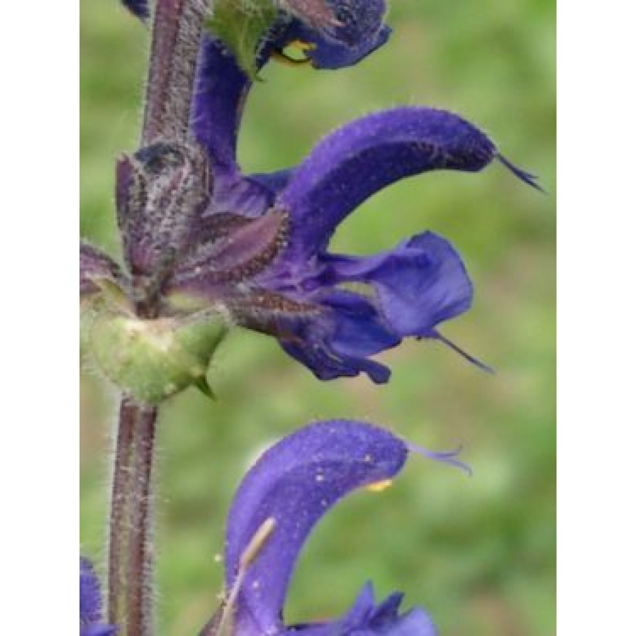 602500-salvia-pratensis