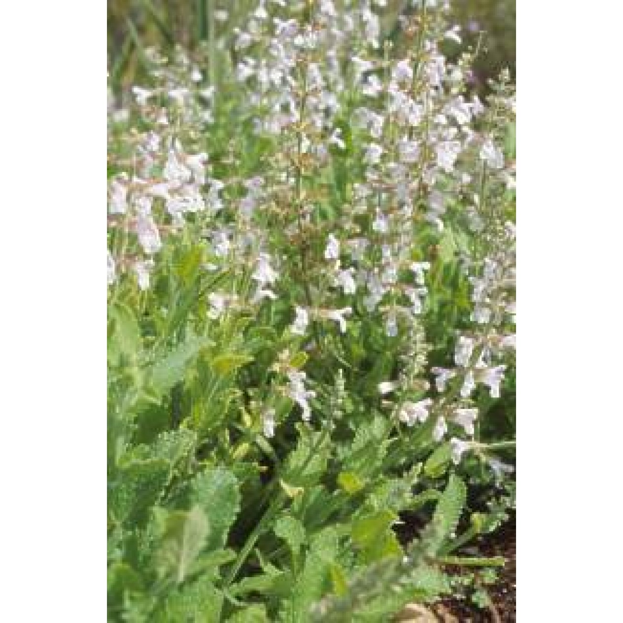 602550-salvia-repens