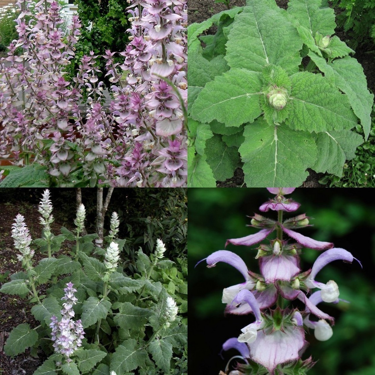 602600-salvia-sclarea