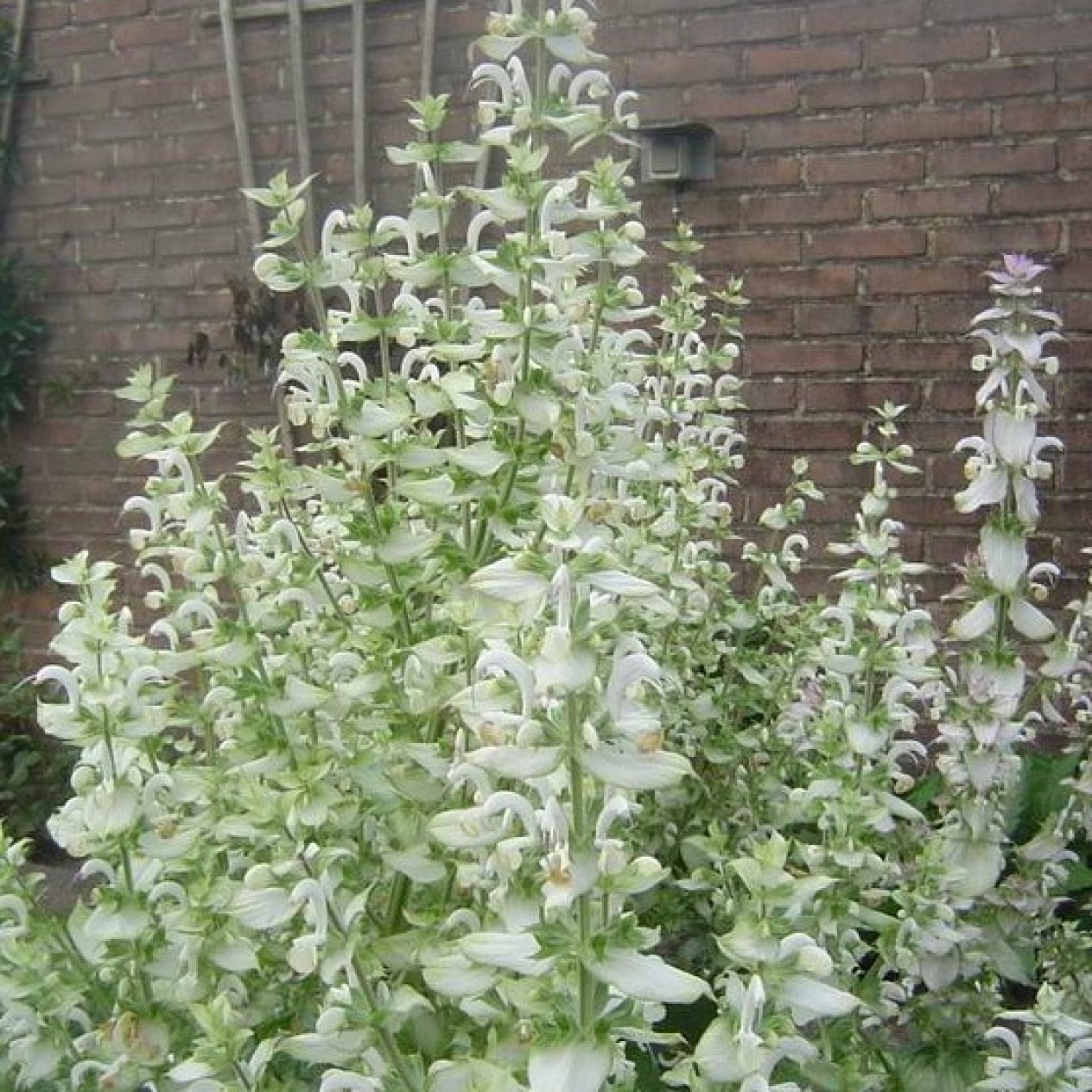 602660-salvia-sclarea-turkestanica-alba-vatican-white