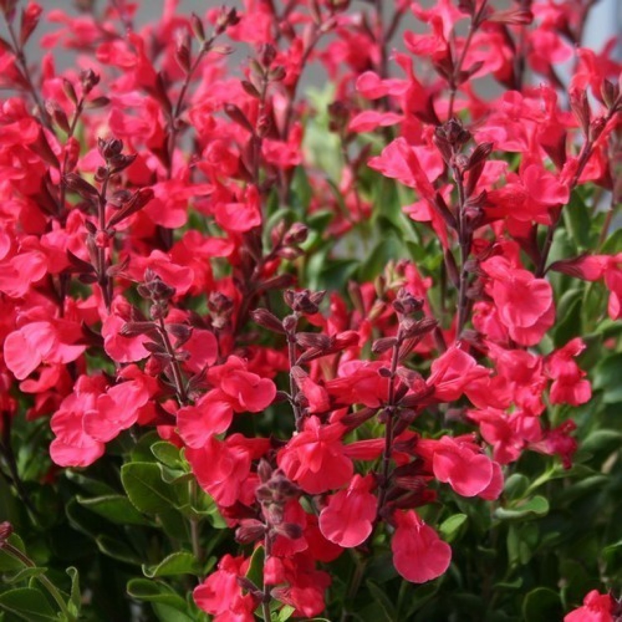 602690-salvia-jamensis