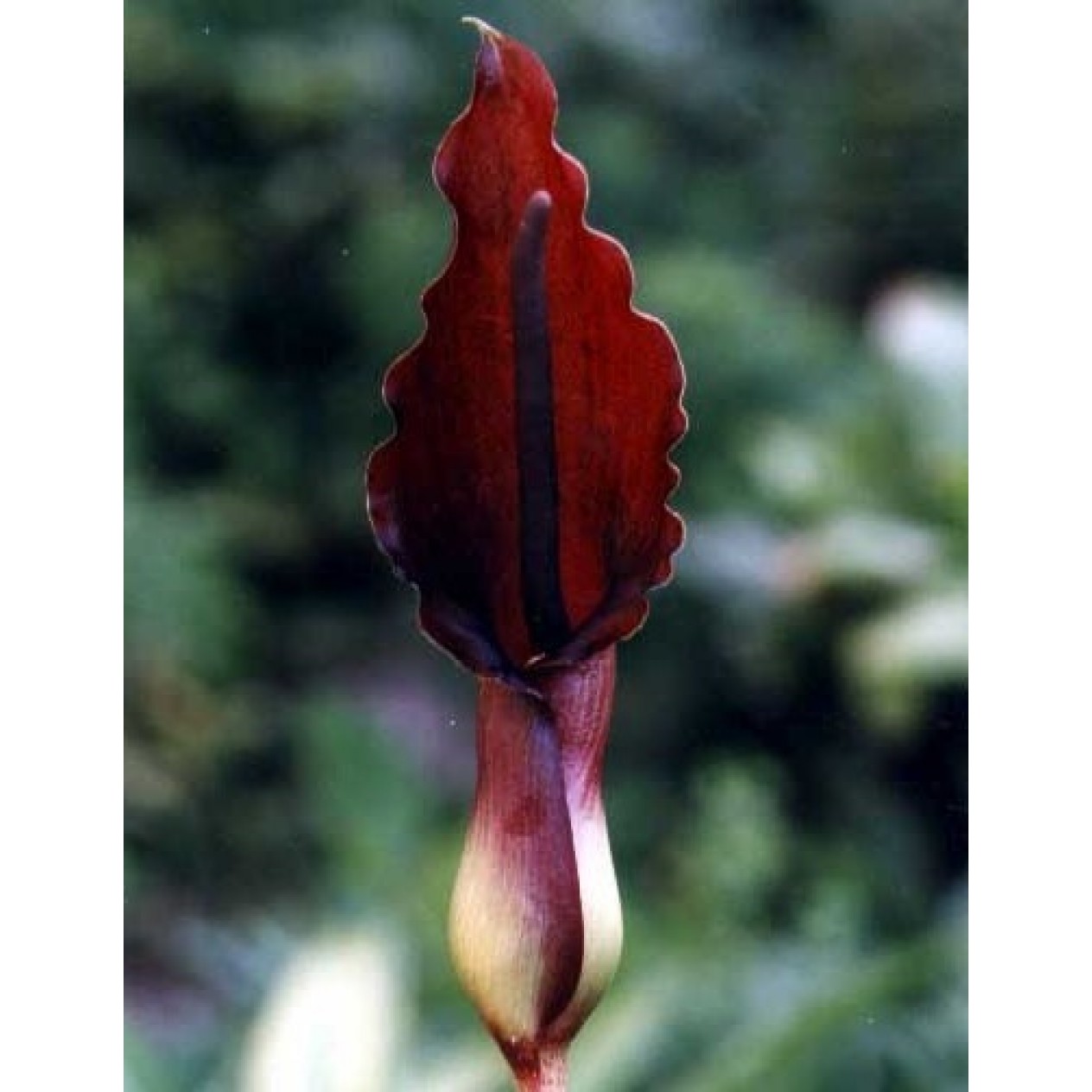 602862-sauromatum-giganteum