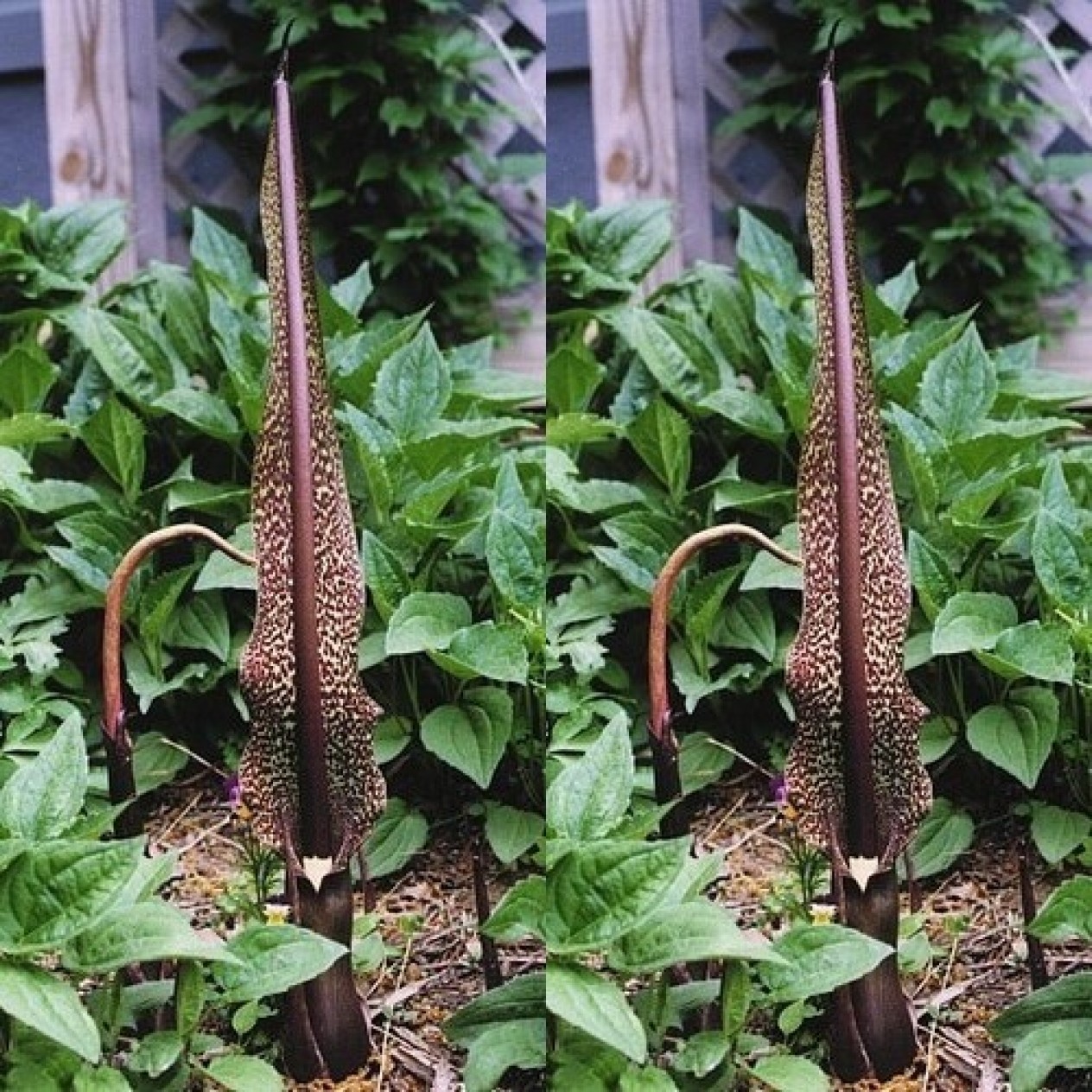 602865-sauromatum-venosum