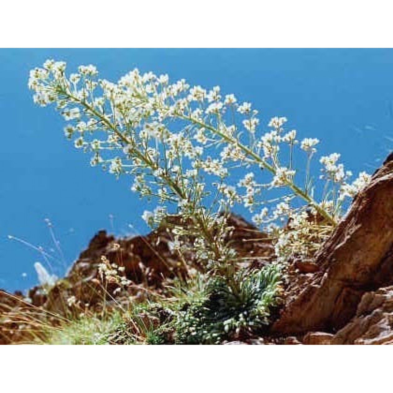 603100-saxifraga-longifolia