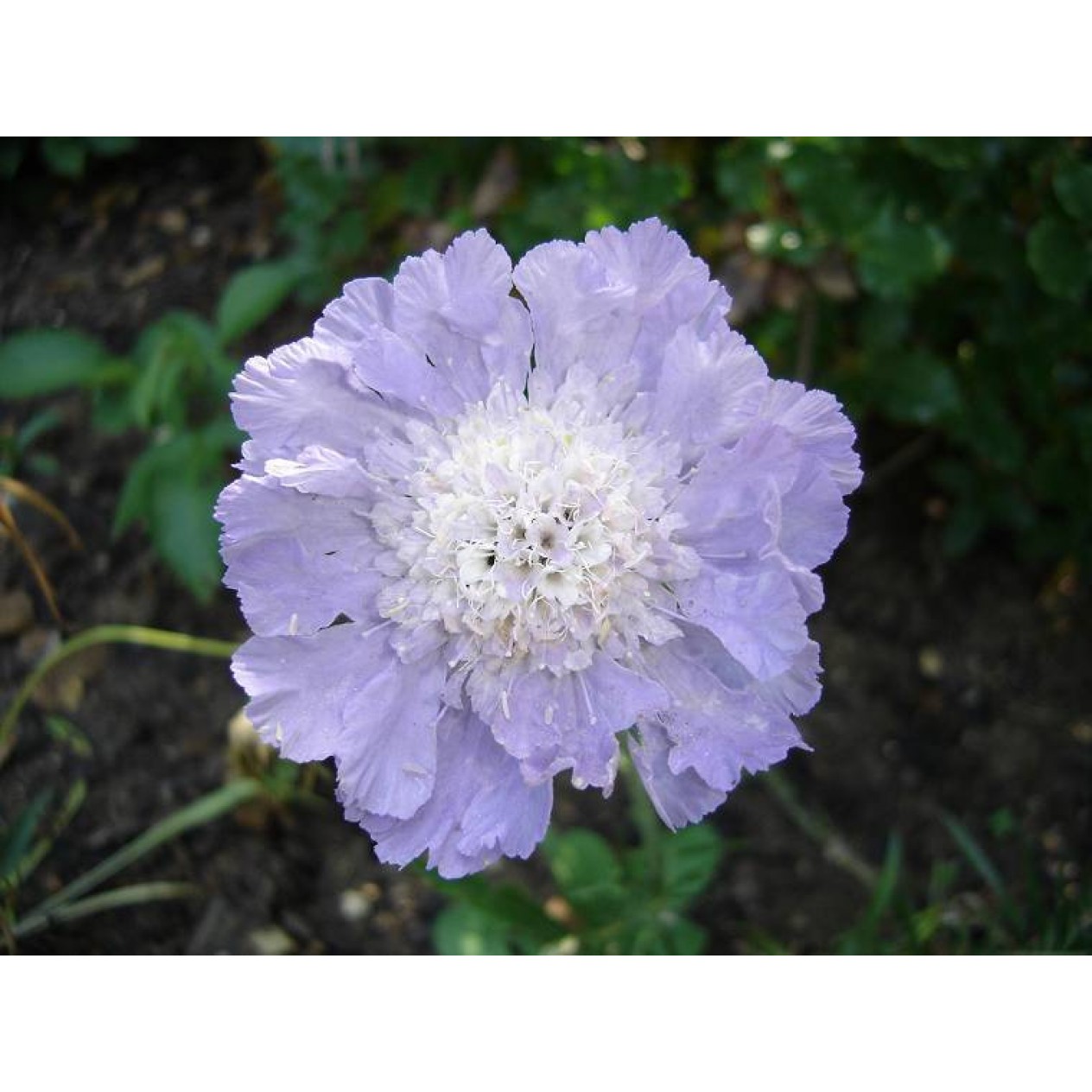603400-scabiosa-caucasica-perfection-blue