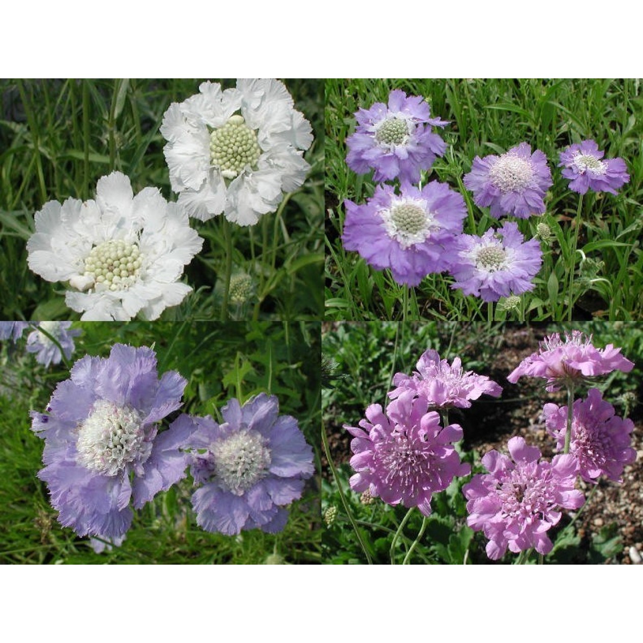 603500-scabiosa-caucasica-border-mixed