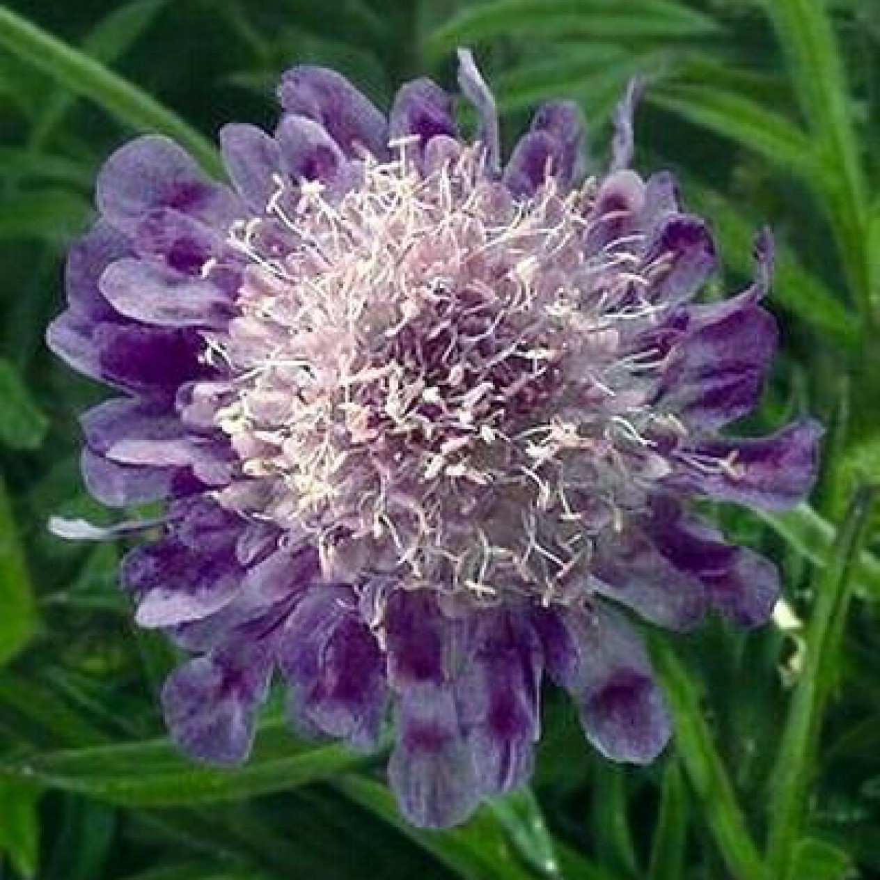 603510-scabiosa-japonica-var-alpina-ritz-blue