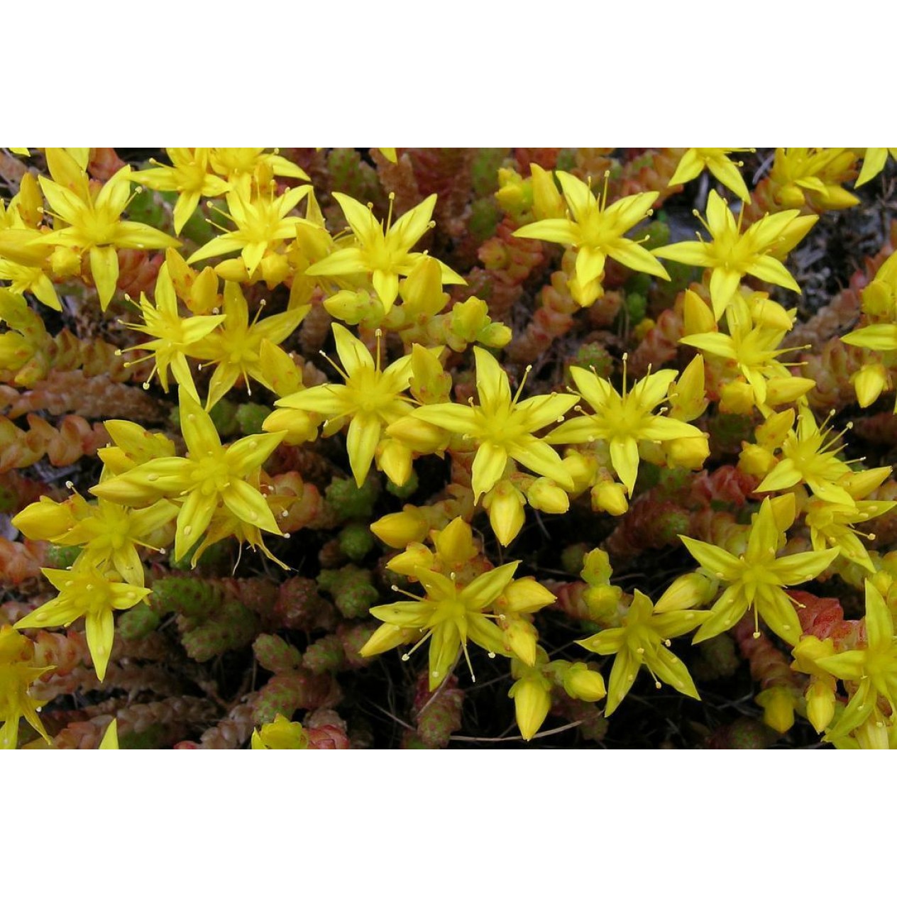 603800-sedum-acre