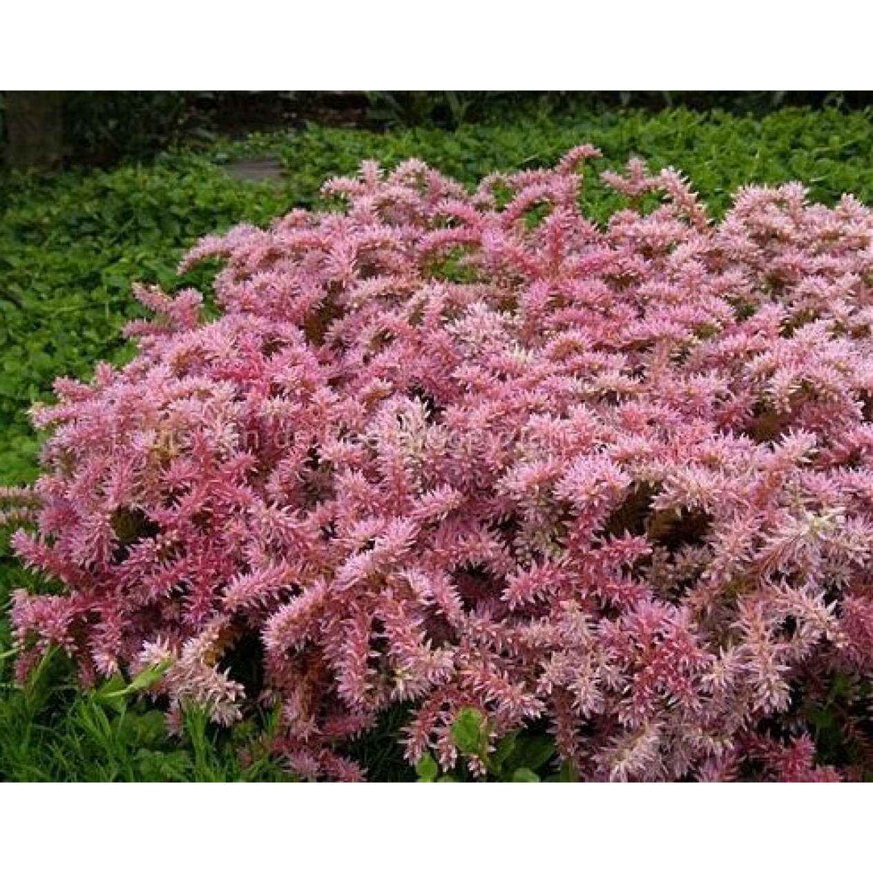 603850-sedum-pulchellum