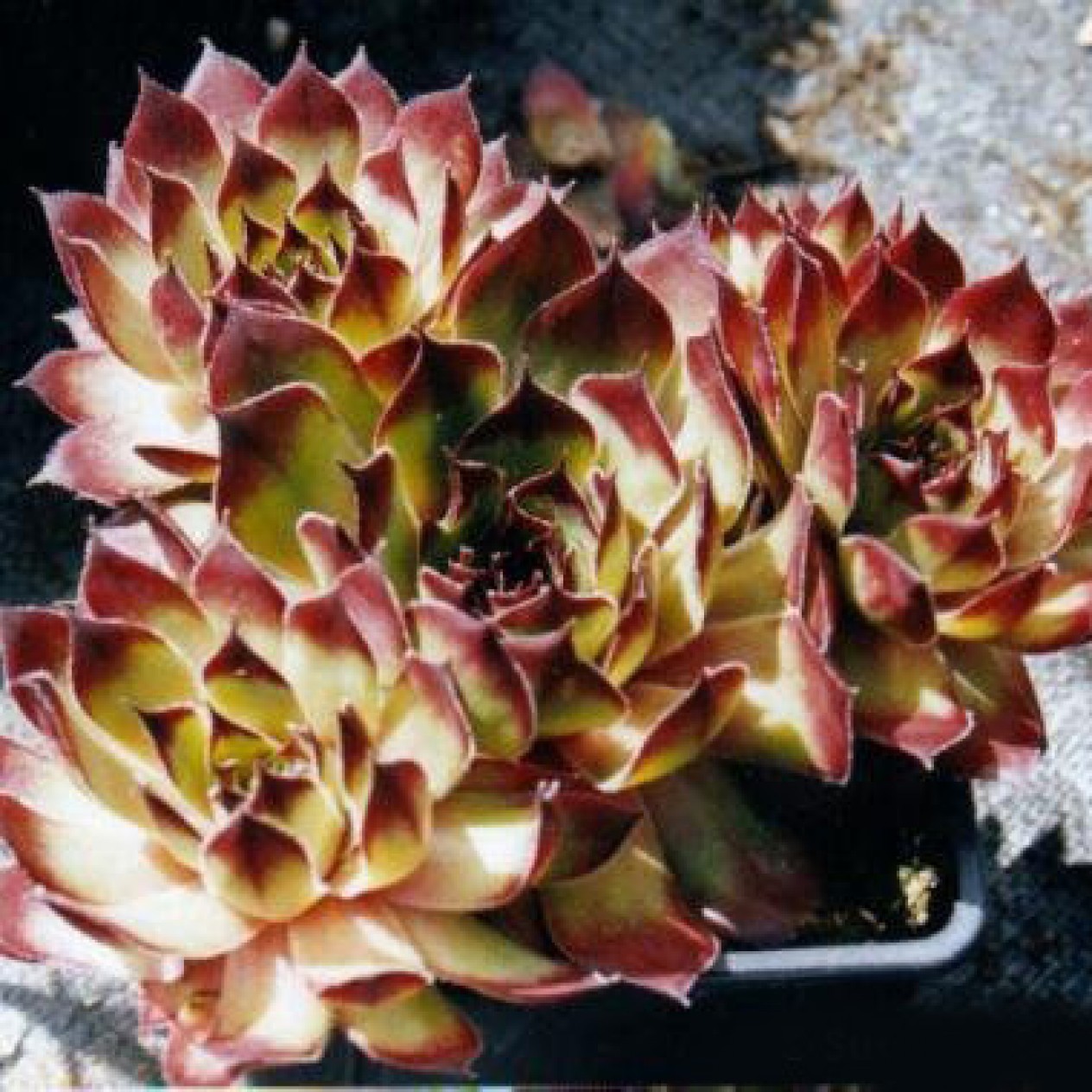 604100-sempervivum-hybriden