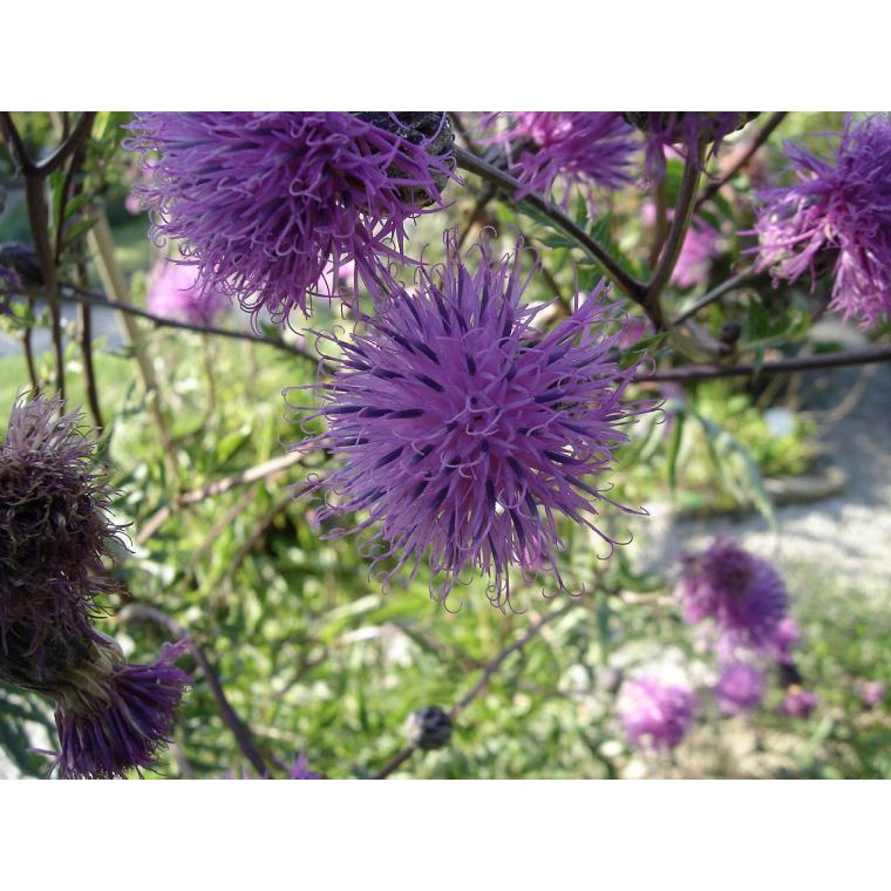 604200-serratula-tinctoria