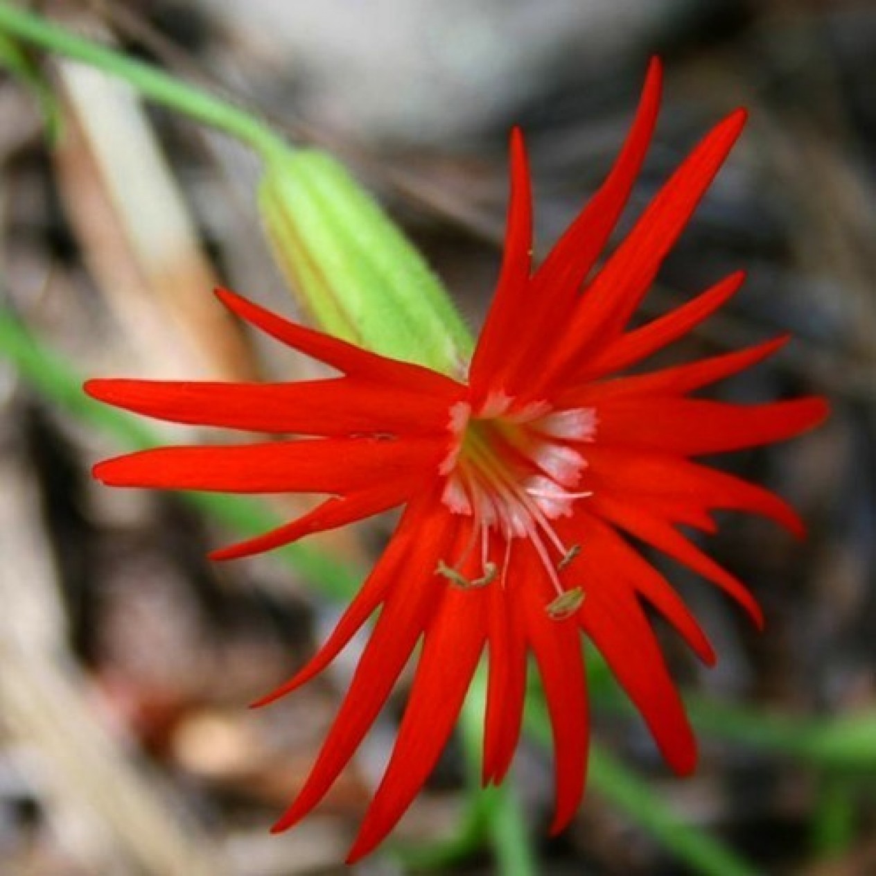 604600-silene-laciniata-jack-flash-desert-glow