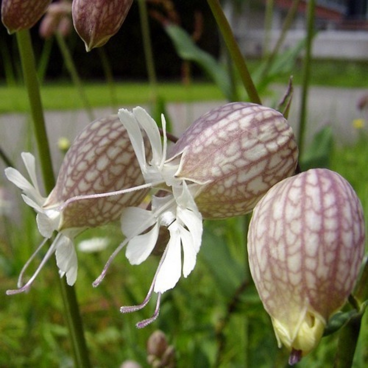 604650-silene-vulgaris-ssp-vulgaris
