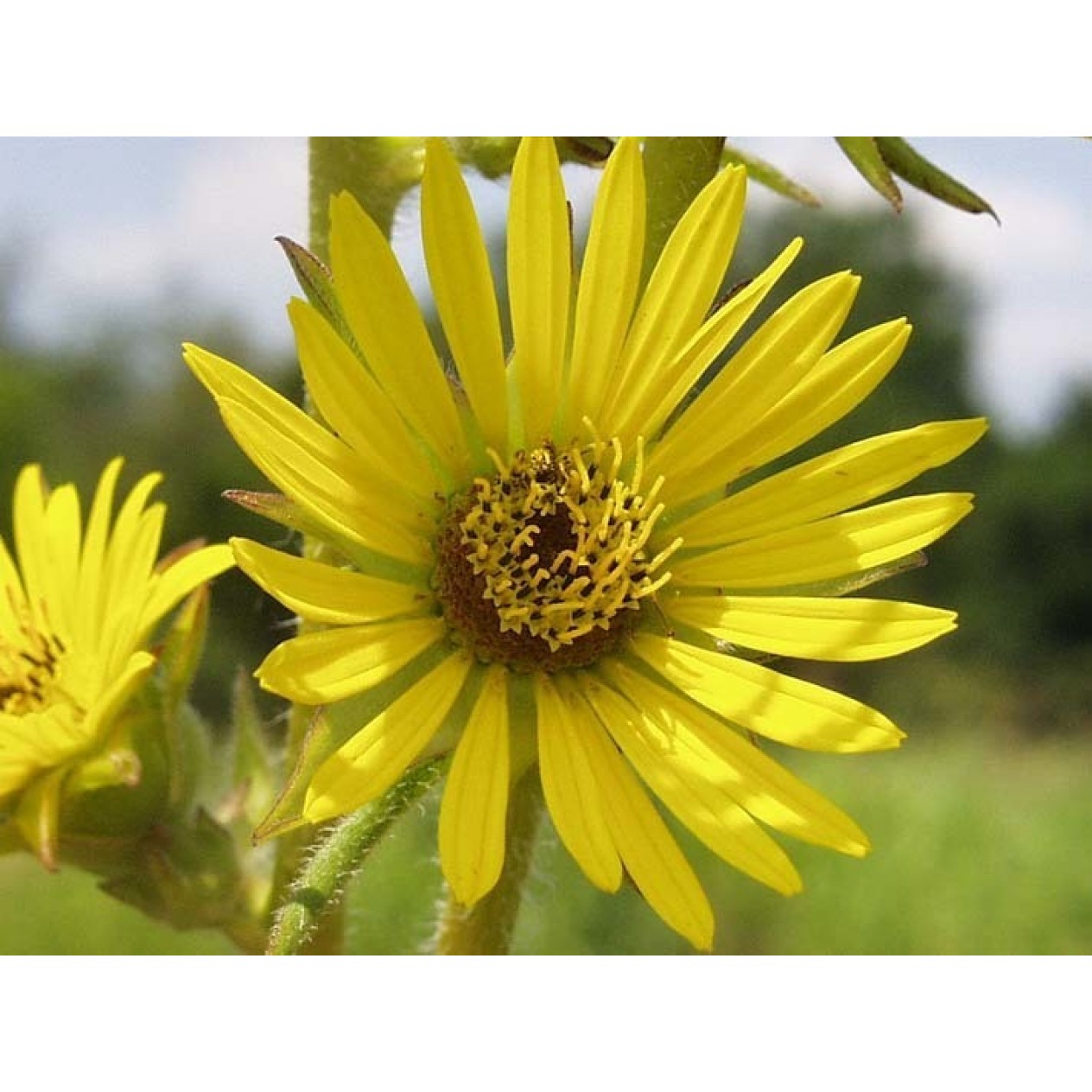 604660-silphium-laciniatum