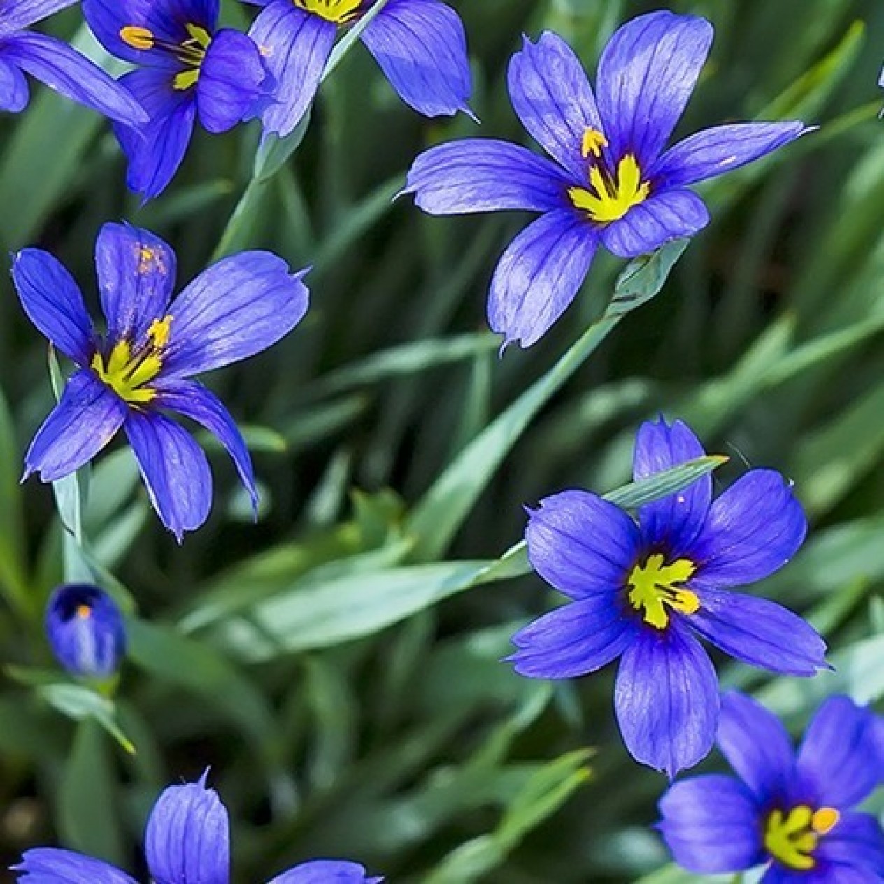604675-sisyrinchium-angustifolium