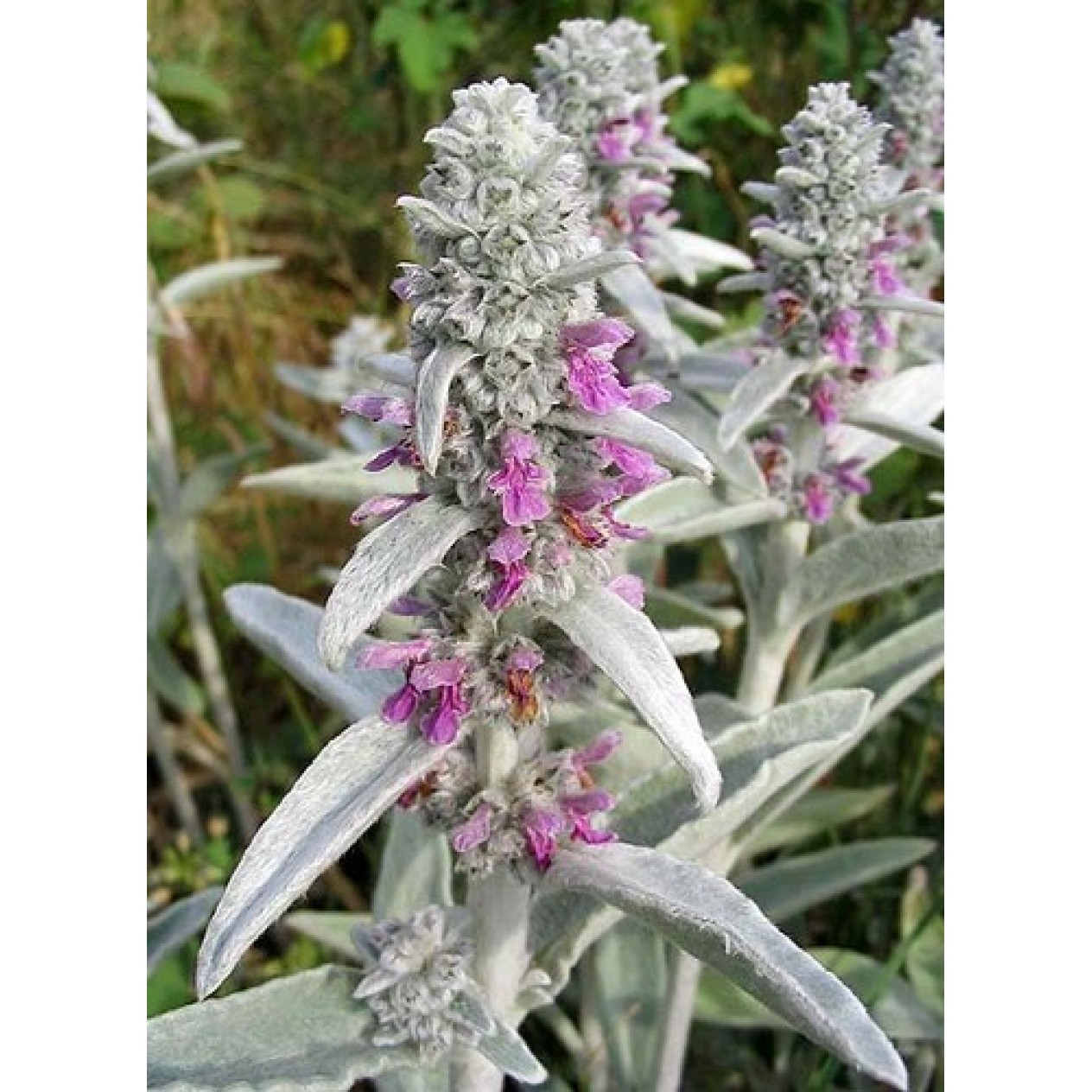 604760-stachys-byzantina