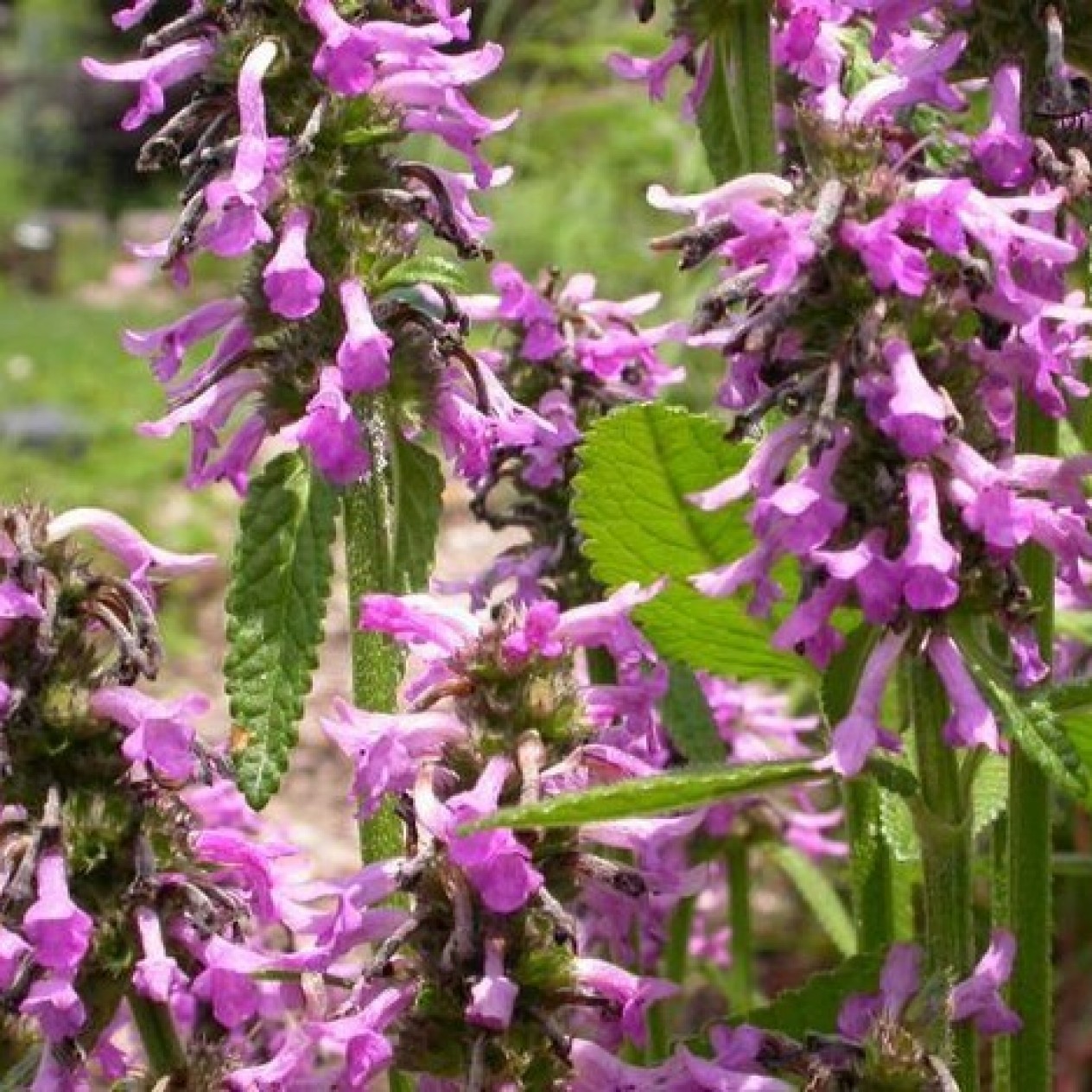 604780-stachys-officinalis