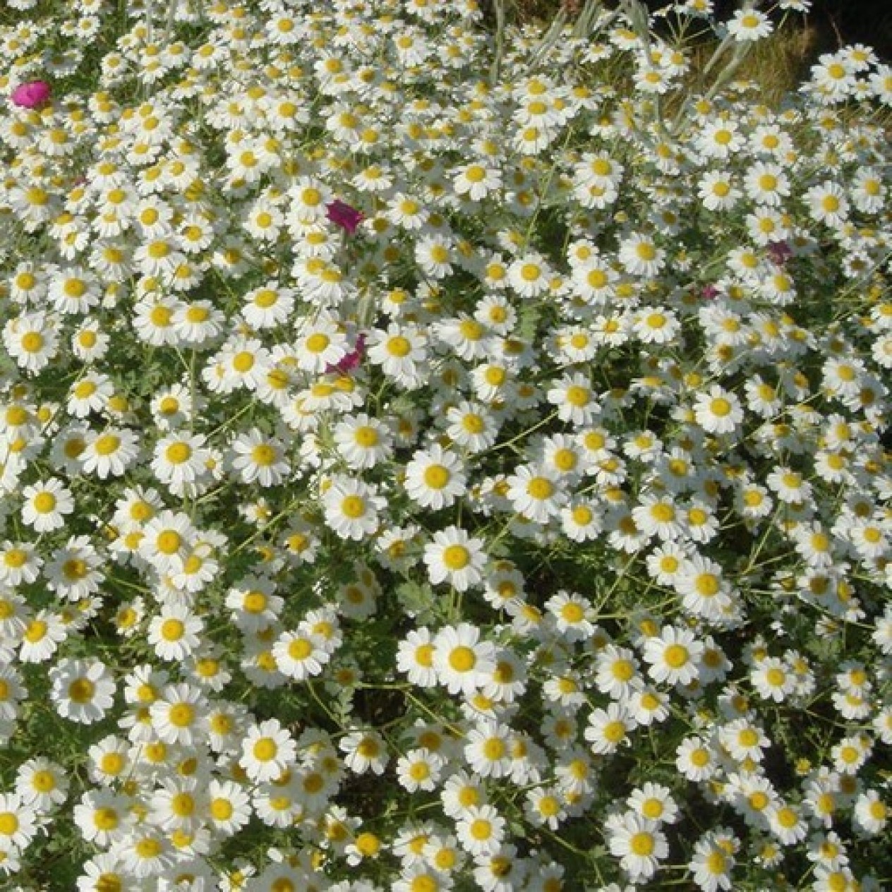 604840-tanacetum-niveum-jackpot