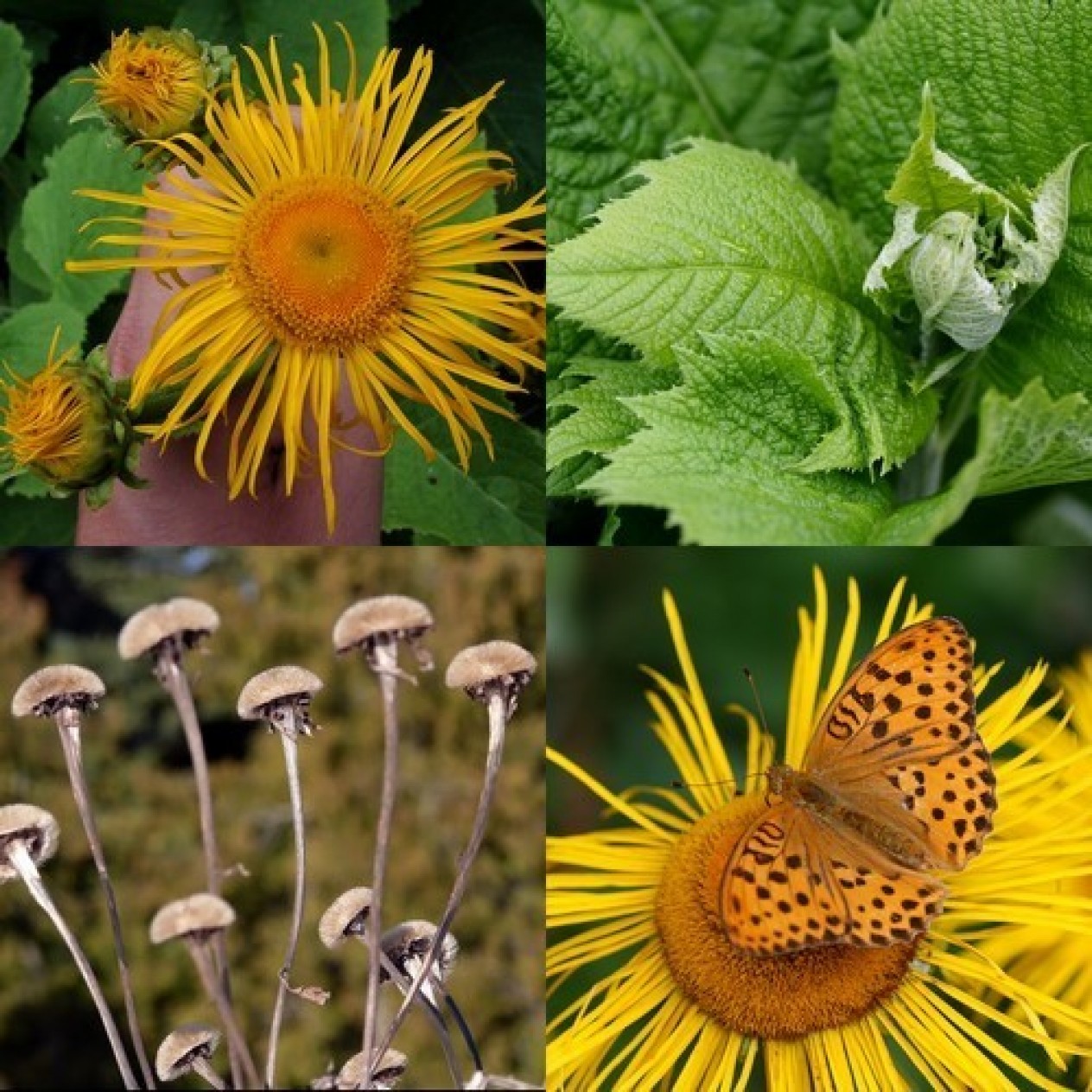 604900-telekia-speciosa