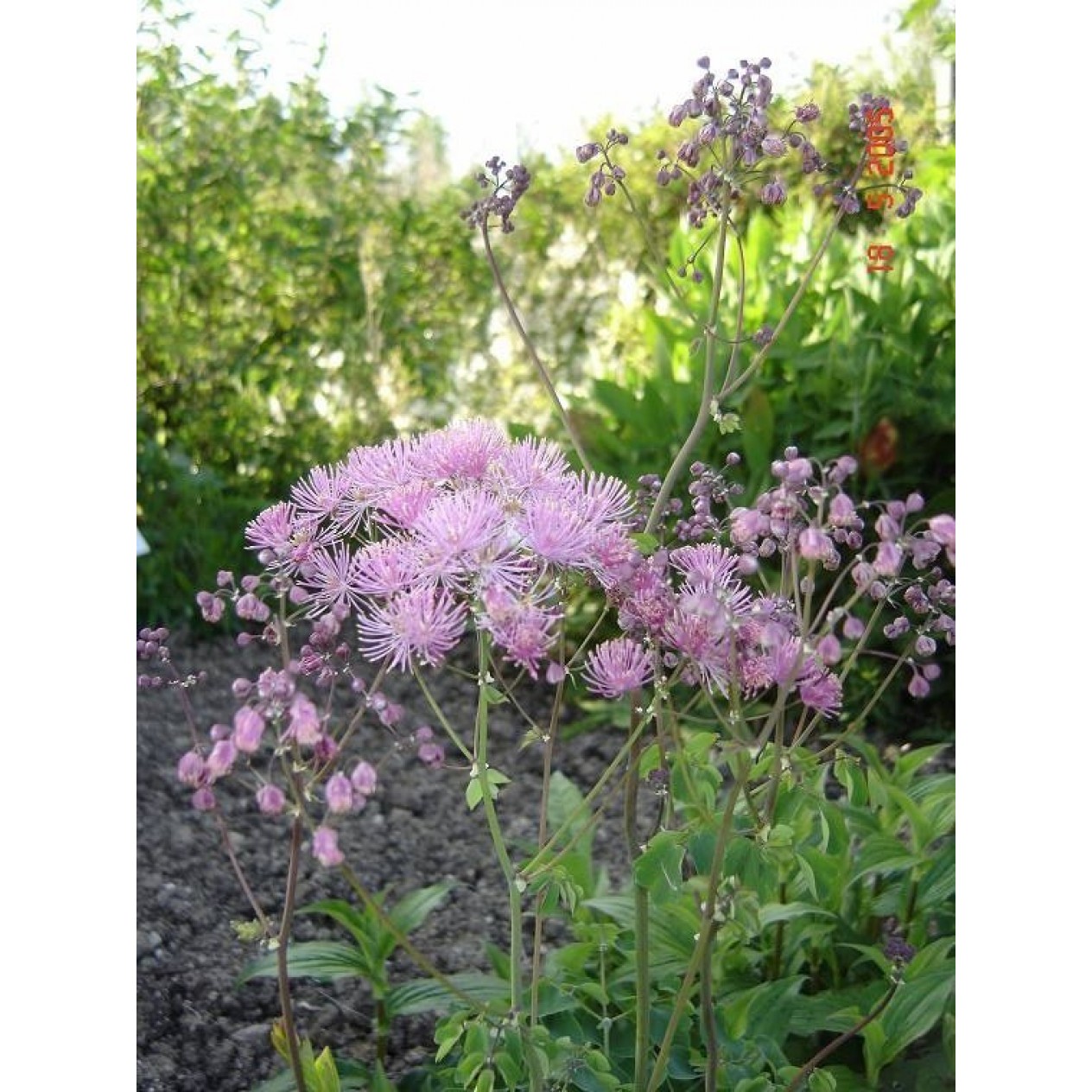 604950-thalictrum-aquilegifolium